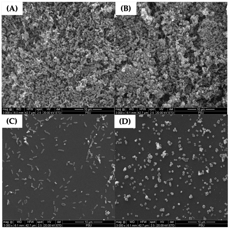 Pharmaceuticals 17 00155 g006