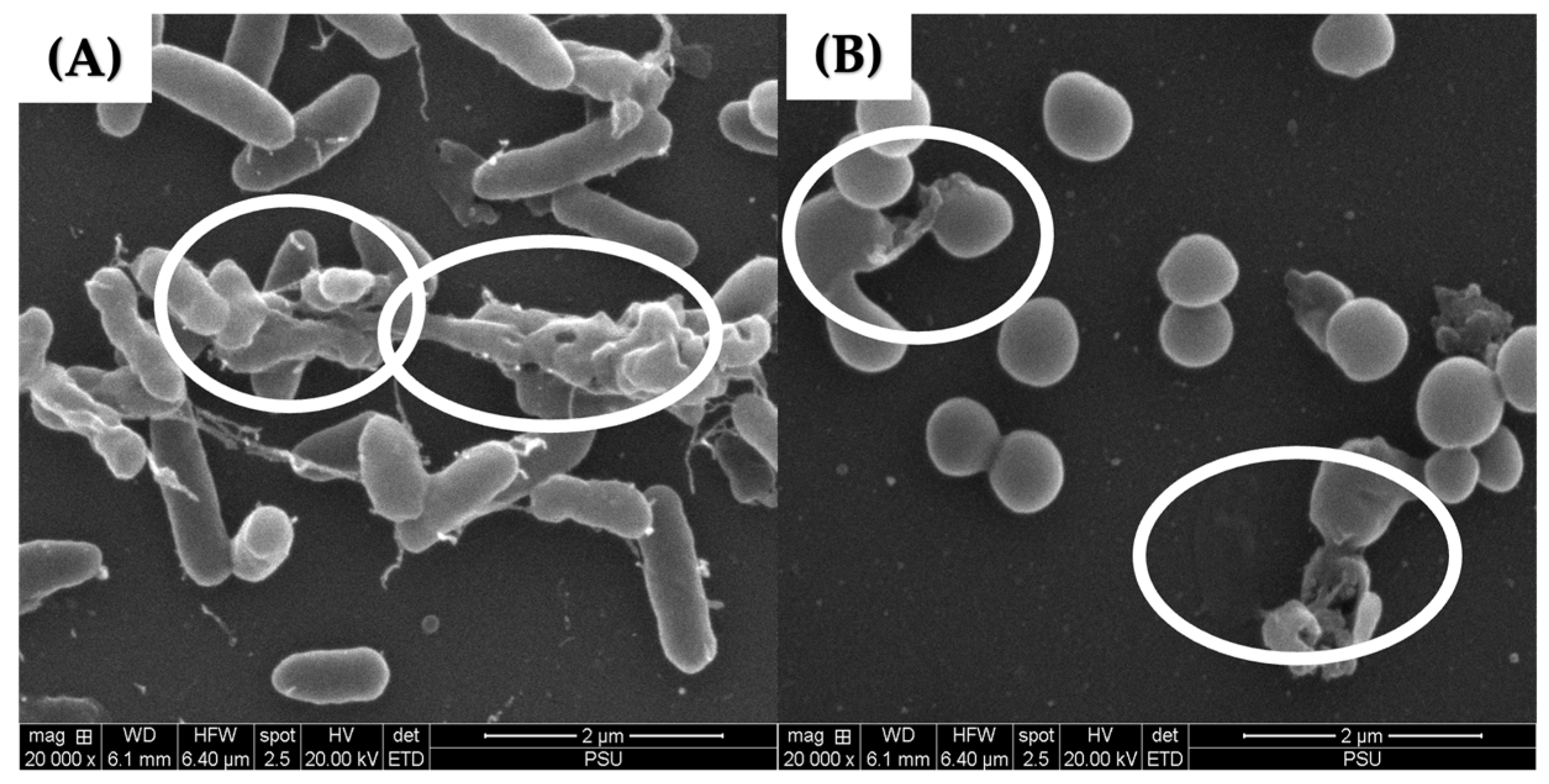 Pharmaceuticals 17 00155 g007