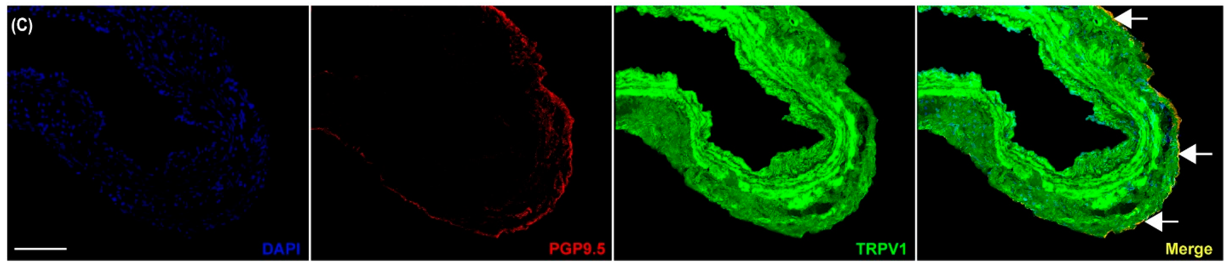 Pharmaceuticals 17 00156 g004b