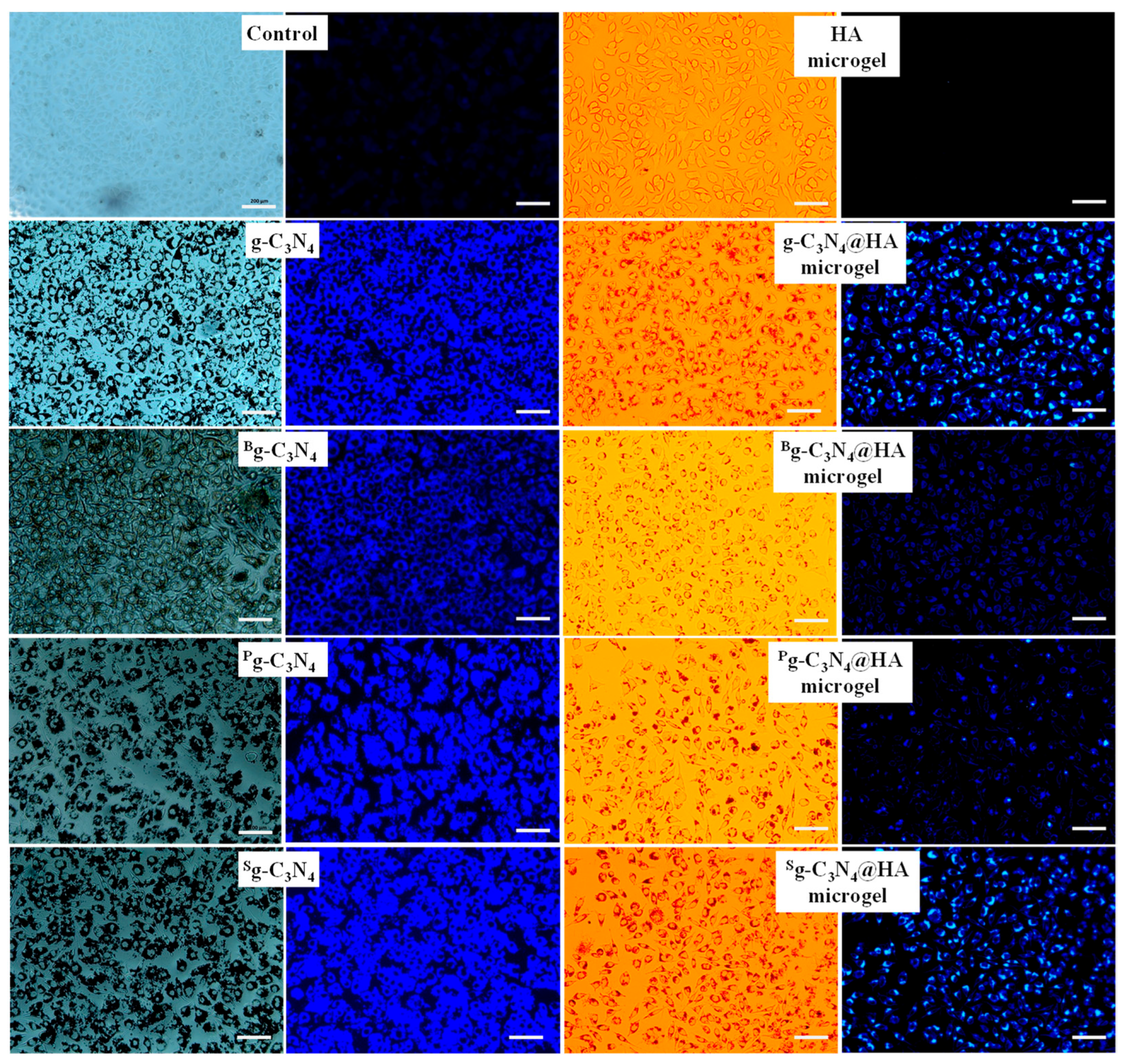 Pharmaceuticals 17 00160 g006