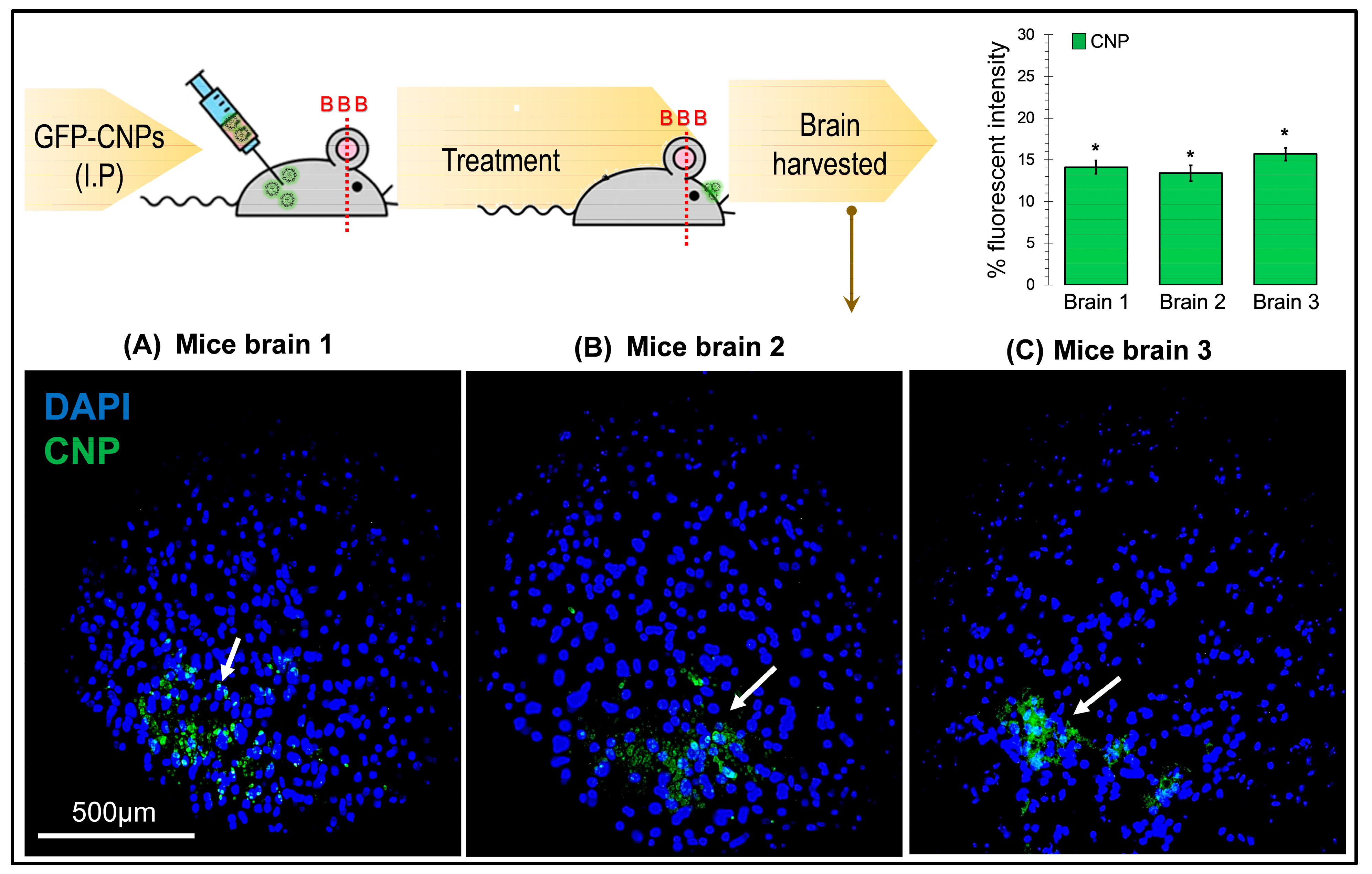 Pharmaceuticals 17 00169 g004