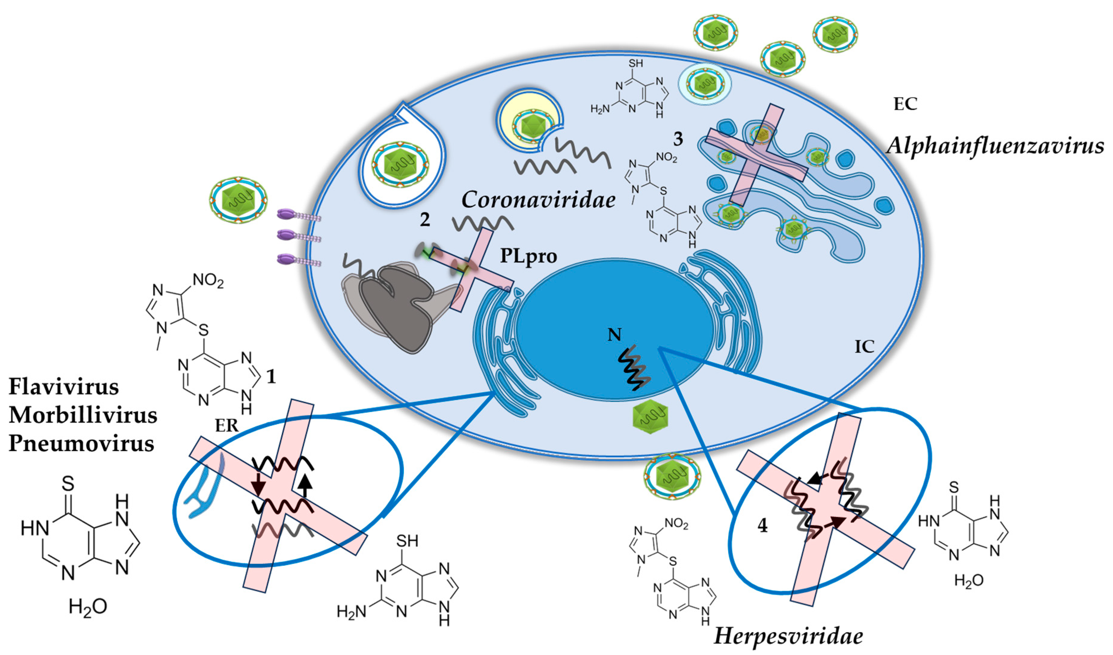 Pharmaceuticals 17 00174 g004