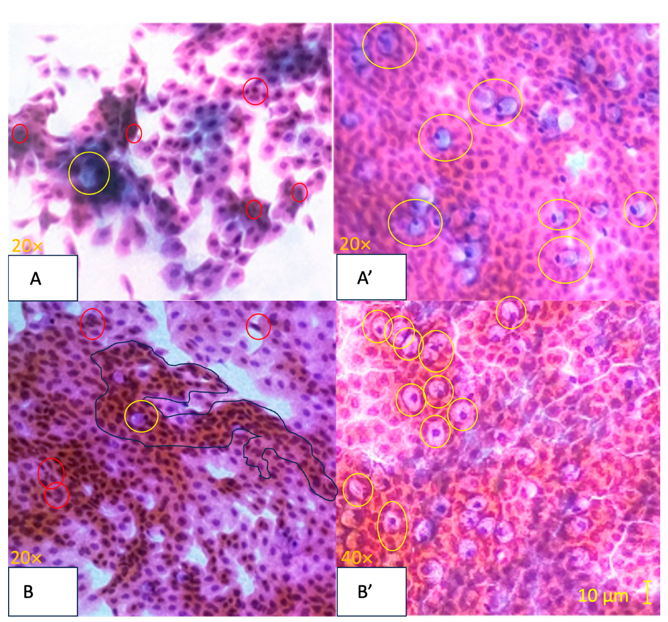 Pharmaceuticals 17 00175 g003