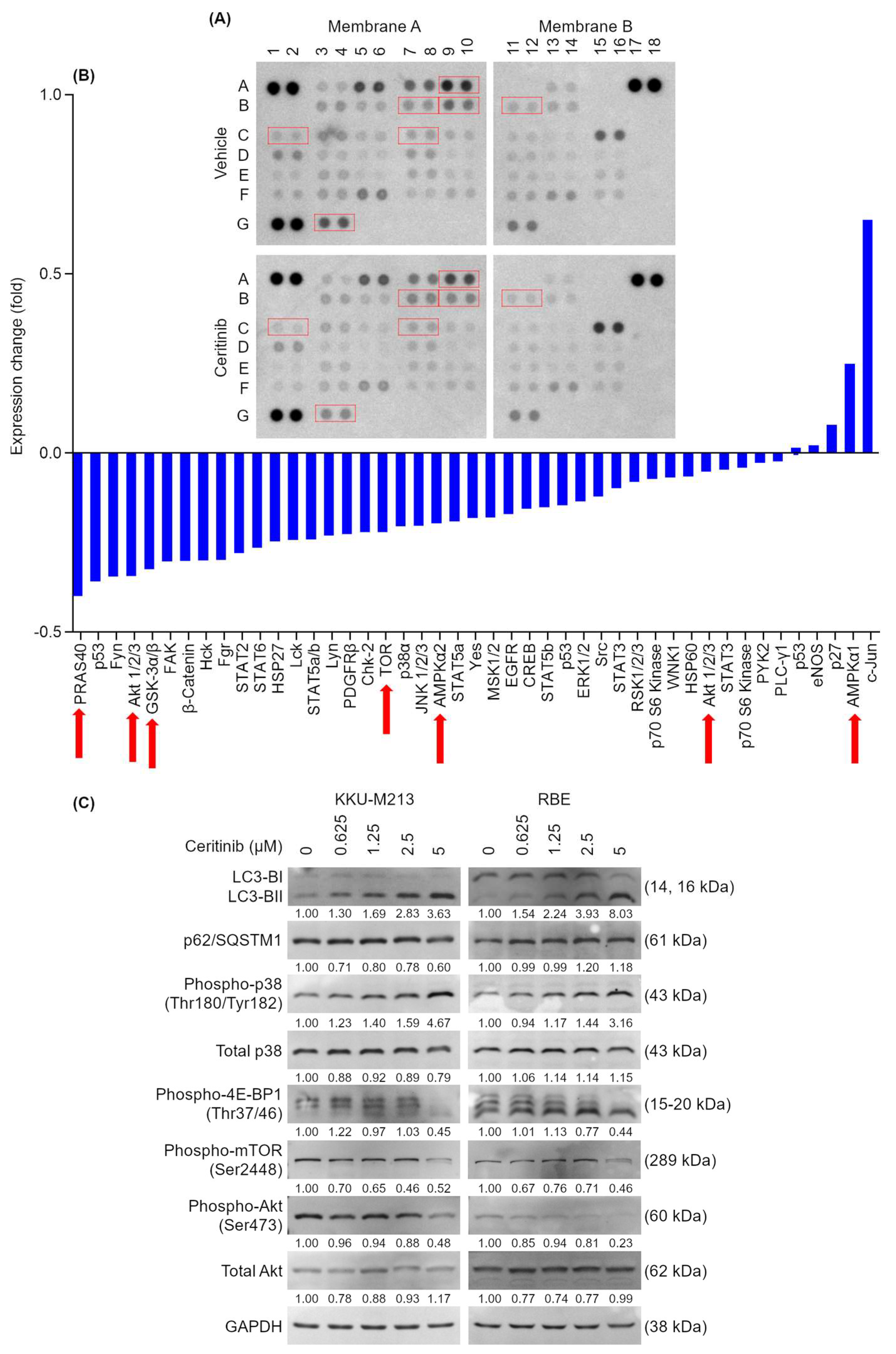 Pharmaceuticals 17 00197 g004 Pharmaceuticals 17 00197 g004