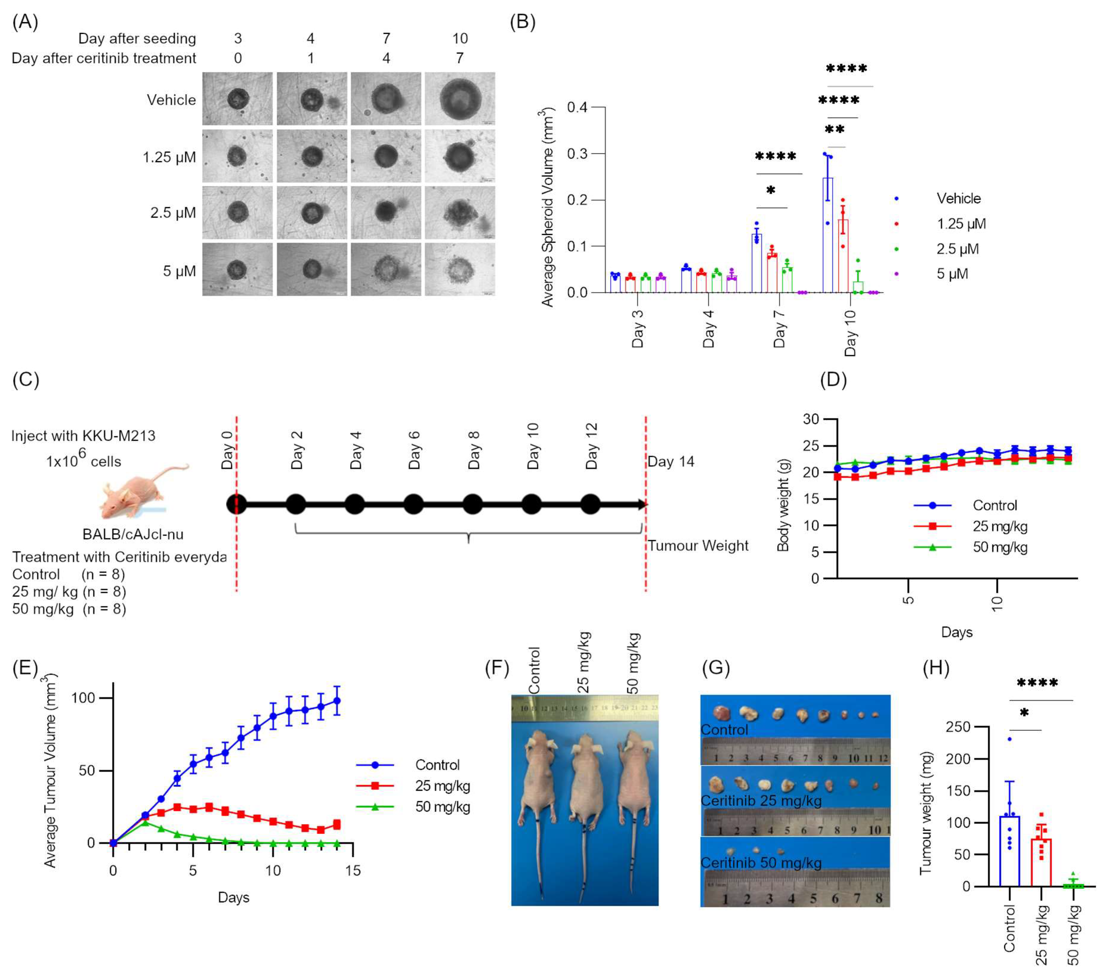Pharmaceuticals 17 00197 g006 Pharmaceuticals 17 00197 g006