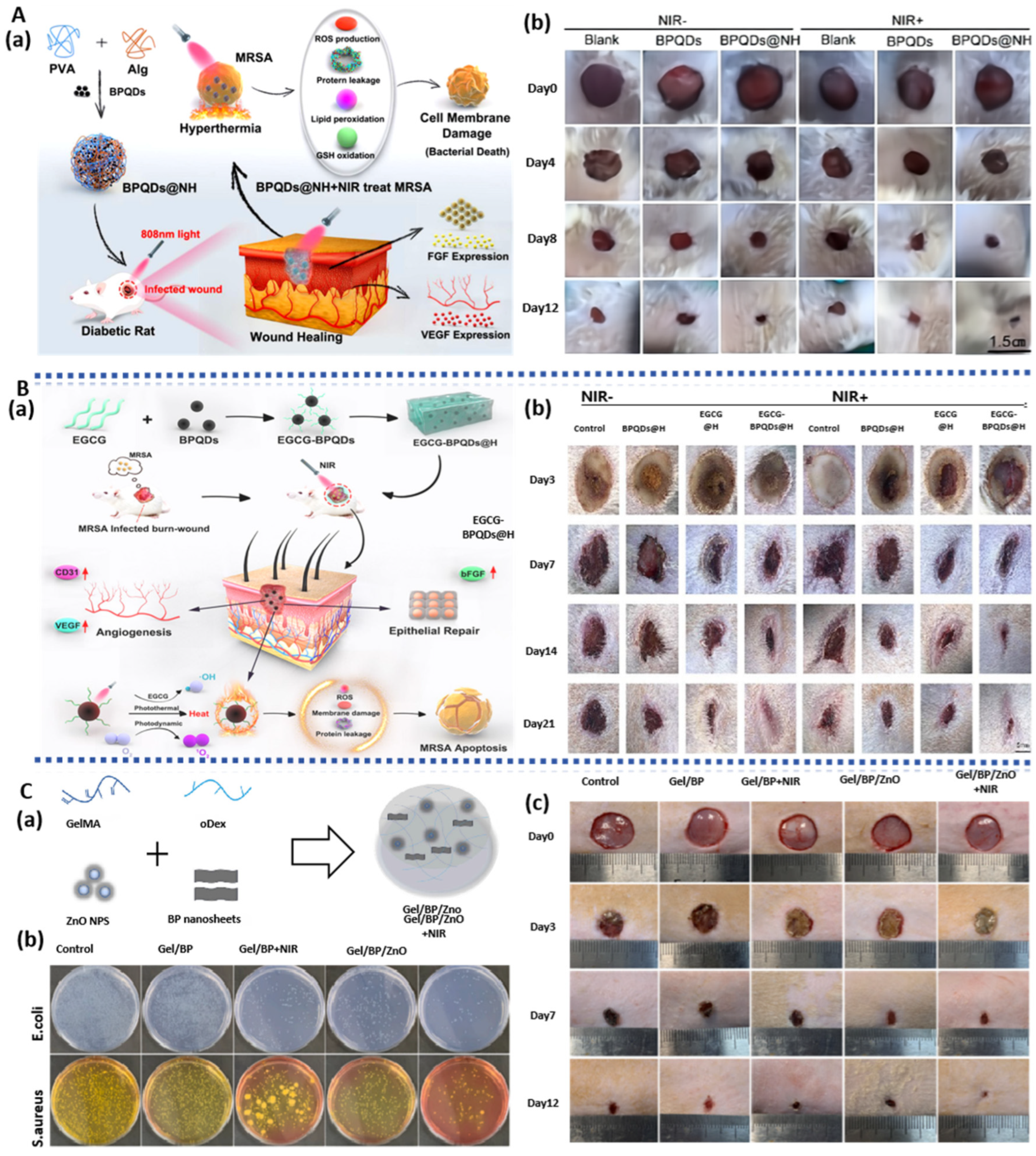 Pharmaceuticals 17 00242 g004