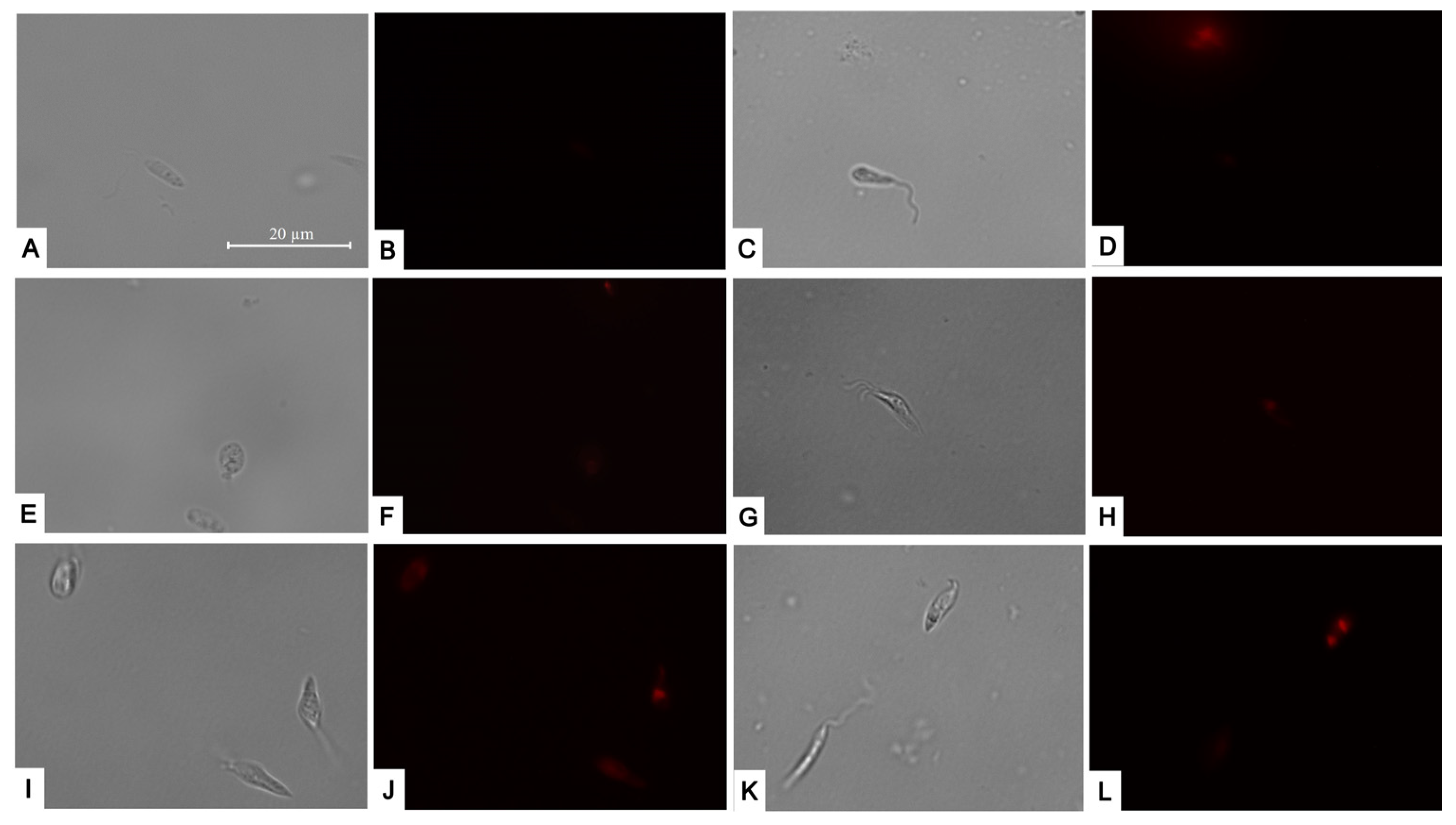 Pharmaceuticals 17 00266 g006