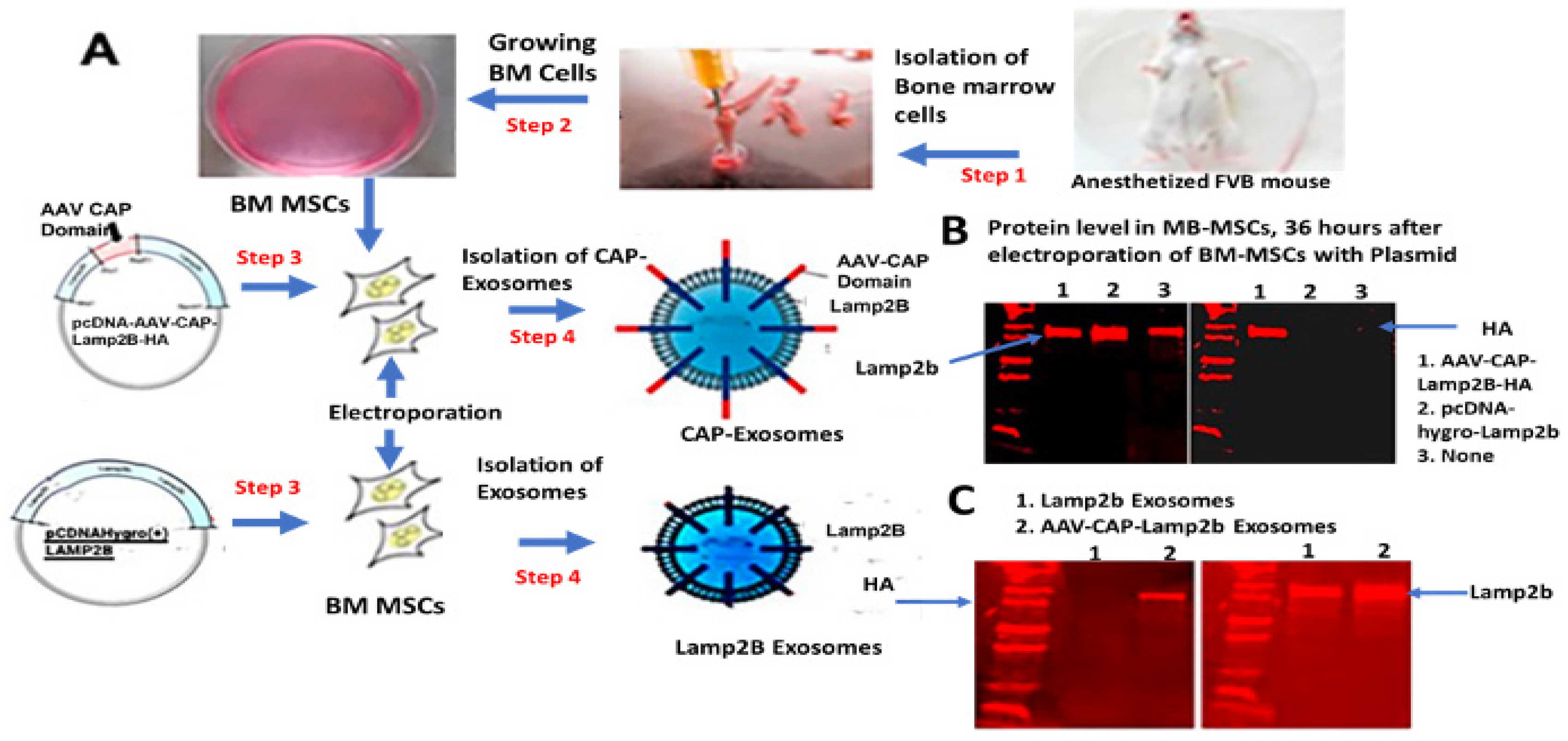 Pharmaceuticals 17 00270 g001