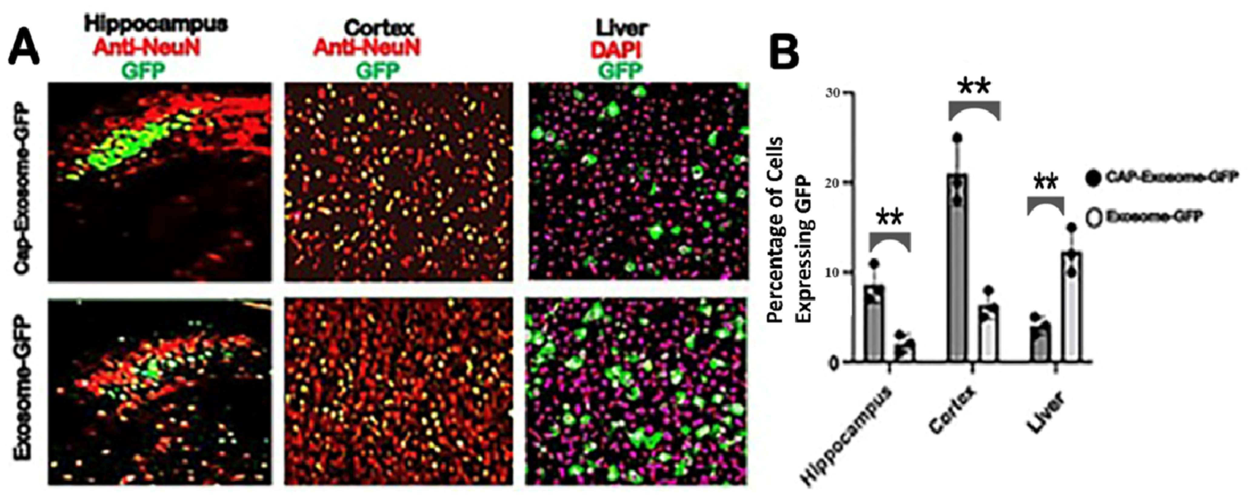 Pharmaceuticals 17 00270 g003