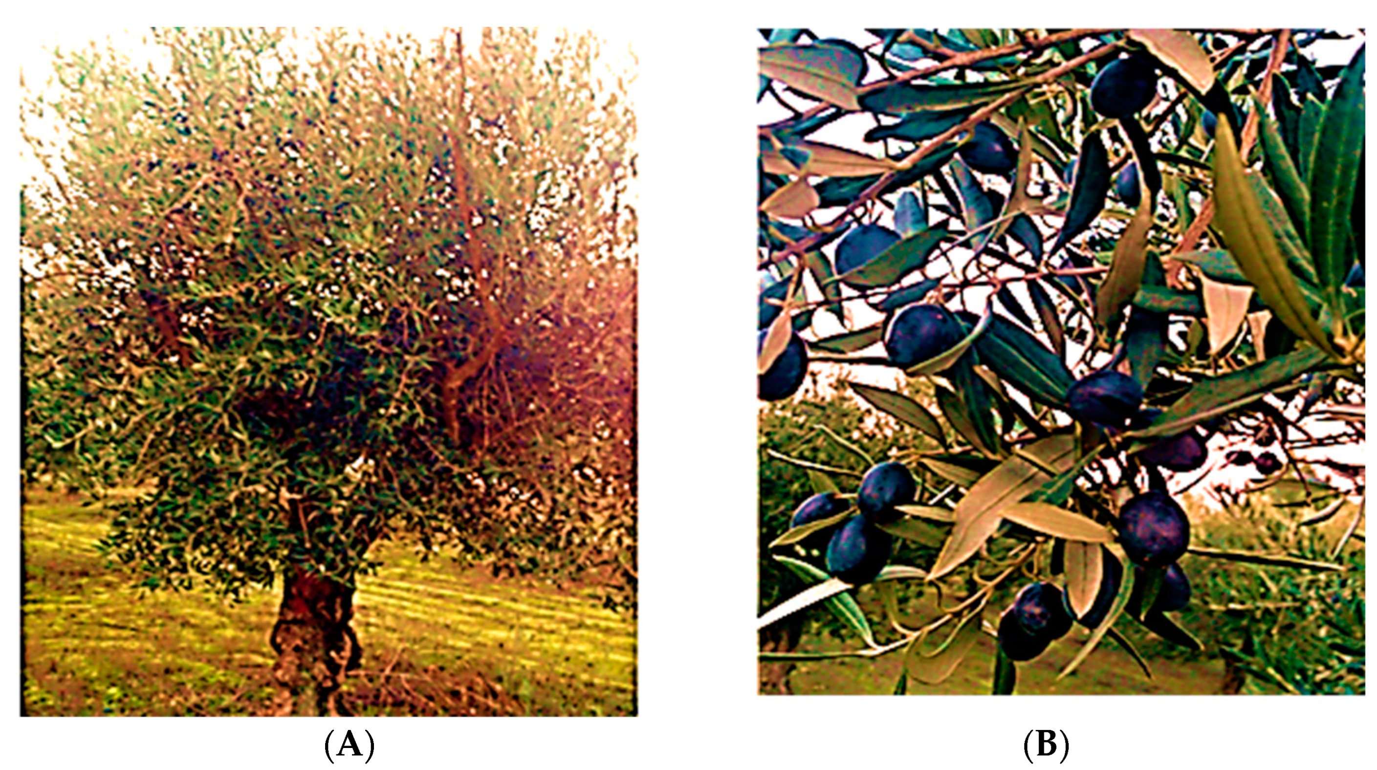 Pharmaceuticals 17 00274 g006