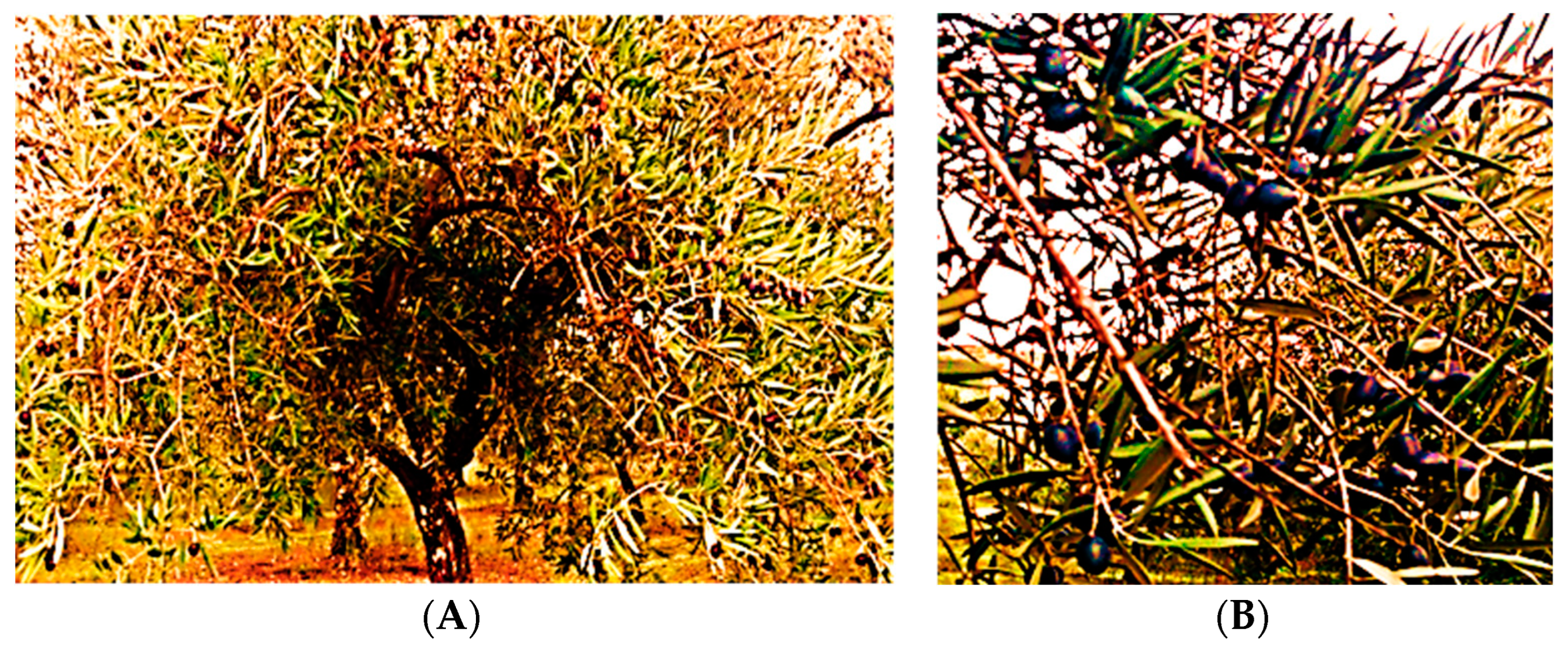 Pharmaceuticals 17 00274 g007