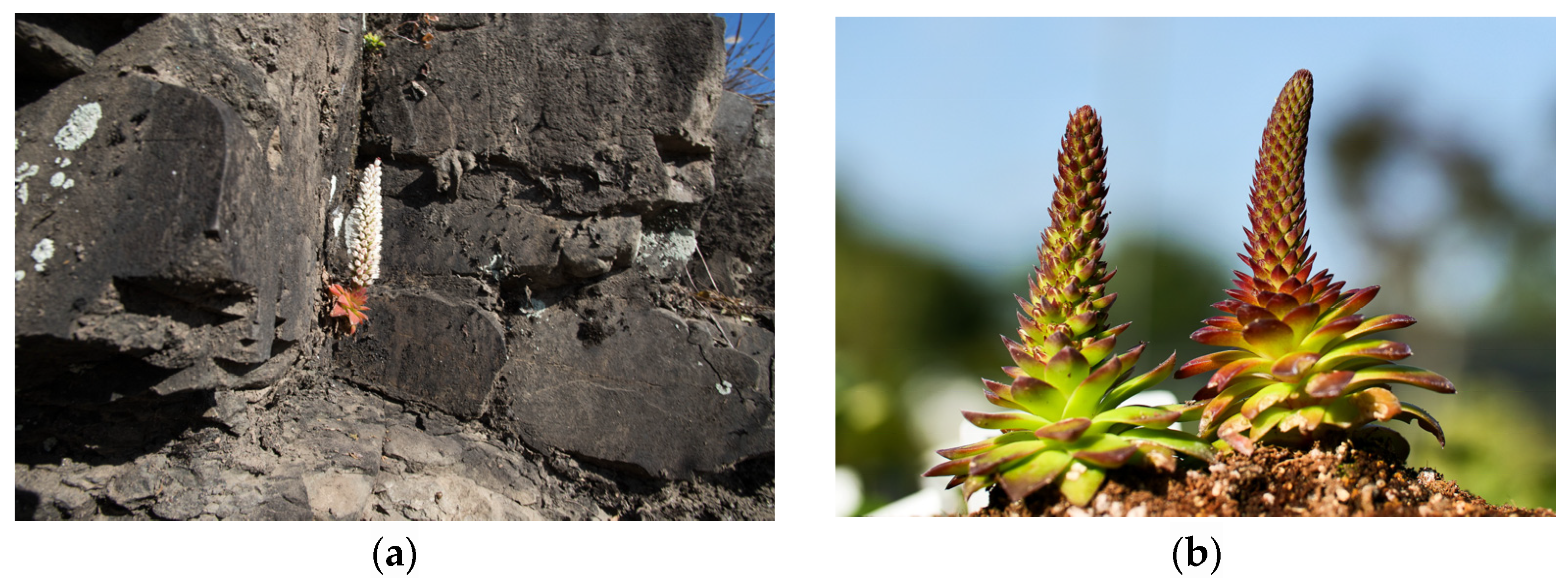 Pharmaceuticals 17 00290 g006