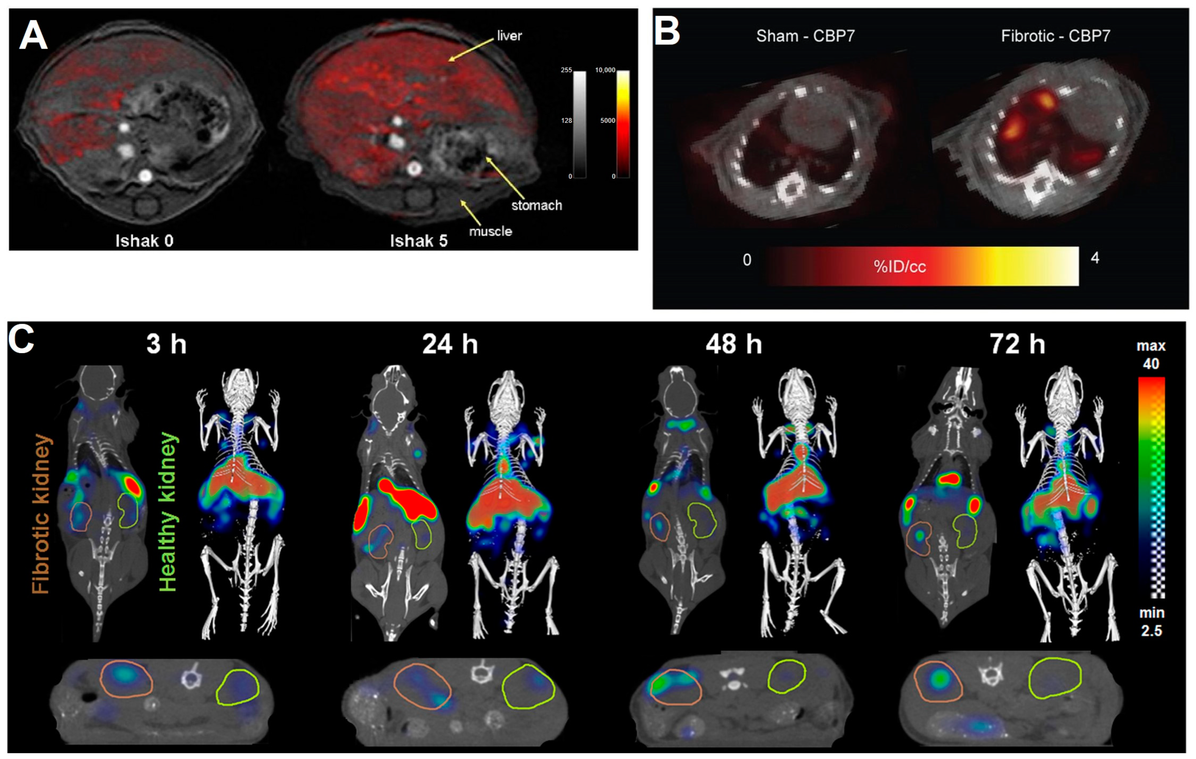 Pharmaceuticals 17 00296 g005