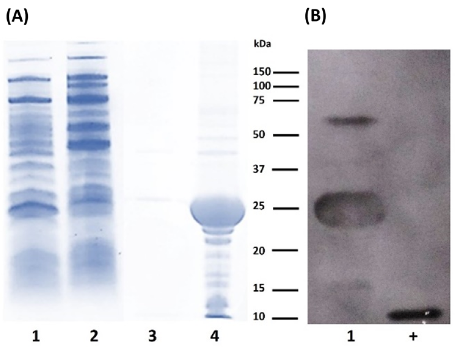 Pharmaceuticals 17 00302 g002