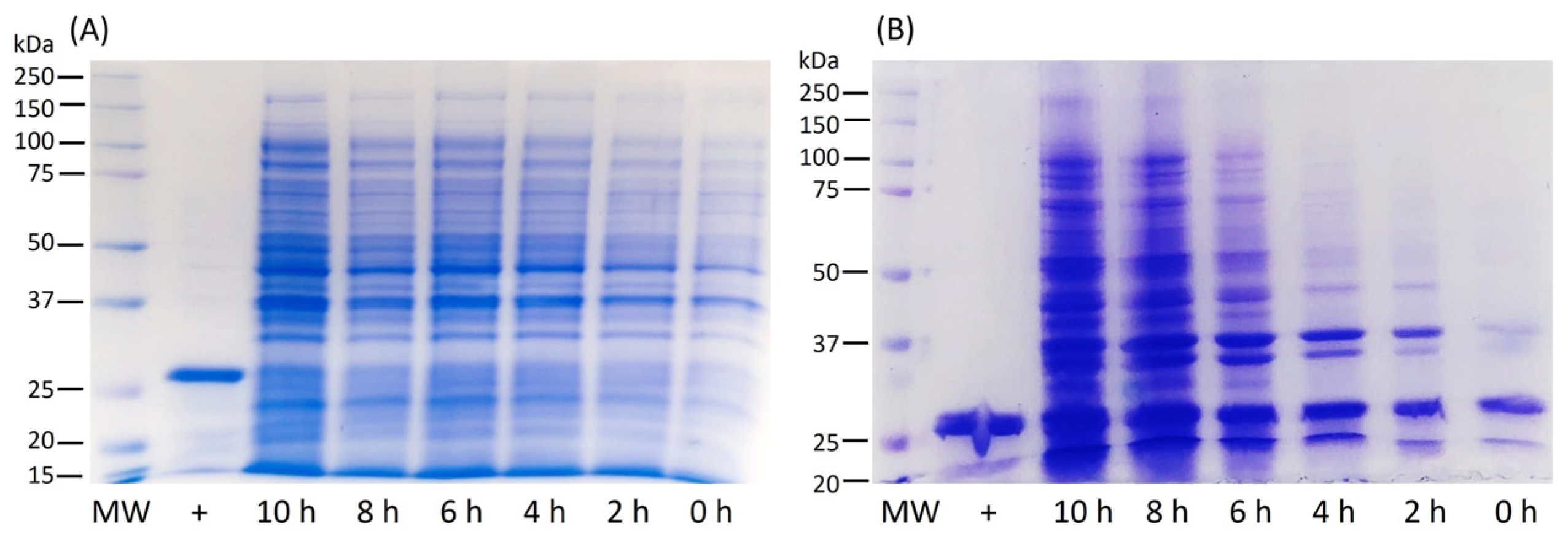Pharmaceuticals 17 00302 g005