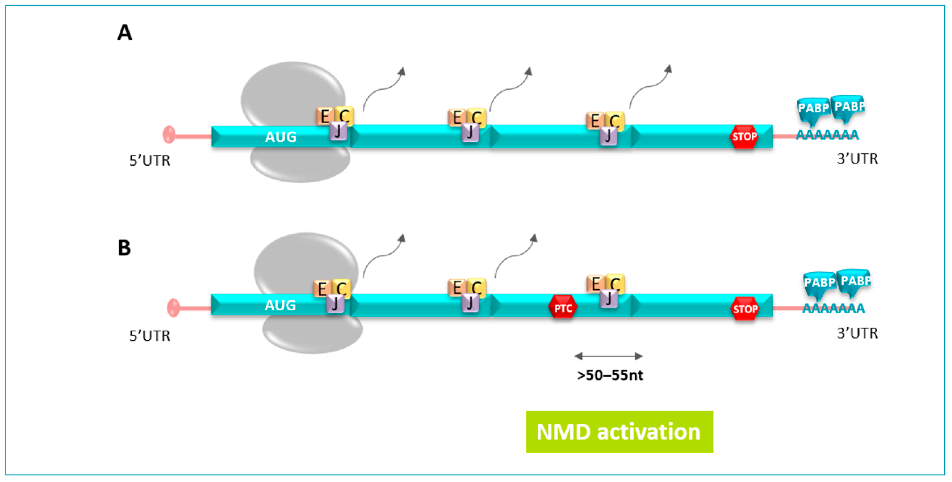 Pharmaceuticals 17 00314 g003 Pharmaceuticals 17 00314 g003