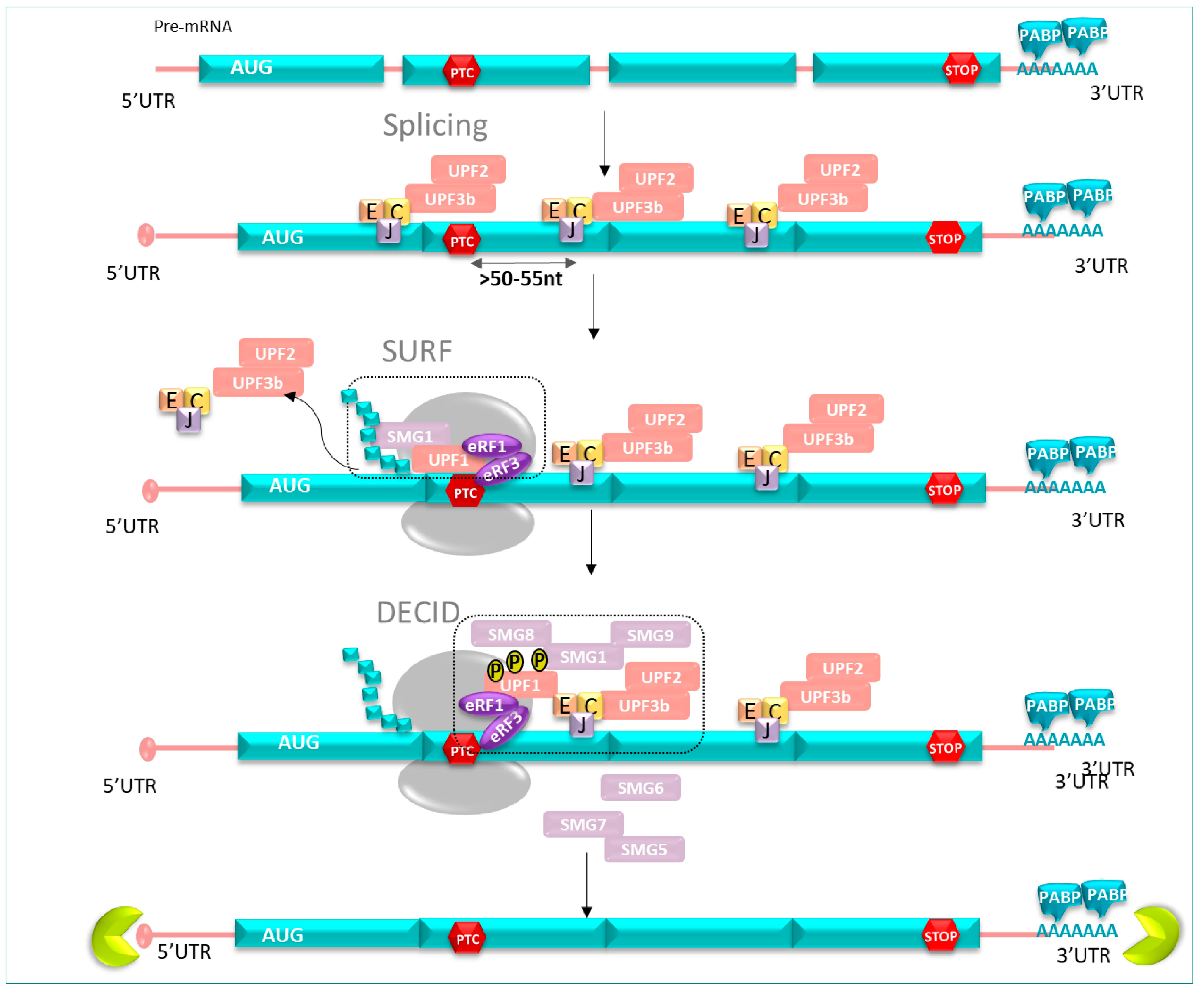 Pharmaceuticals 17 00314 g005 Pharmaceuticals 17 00314 g005