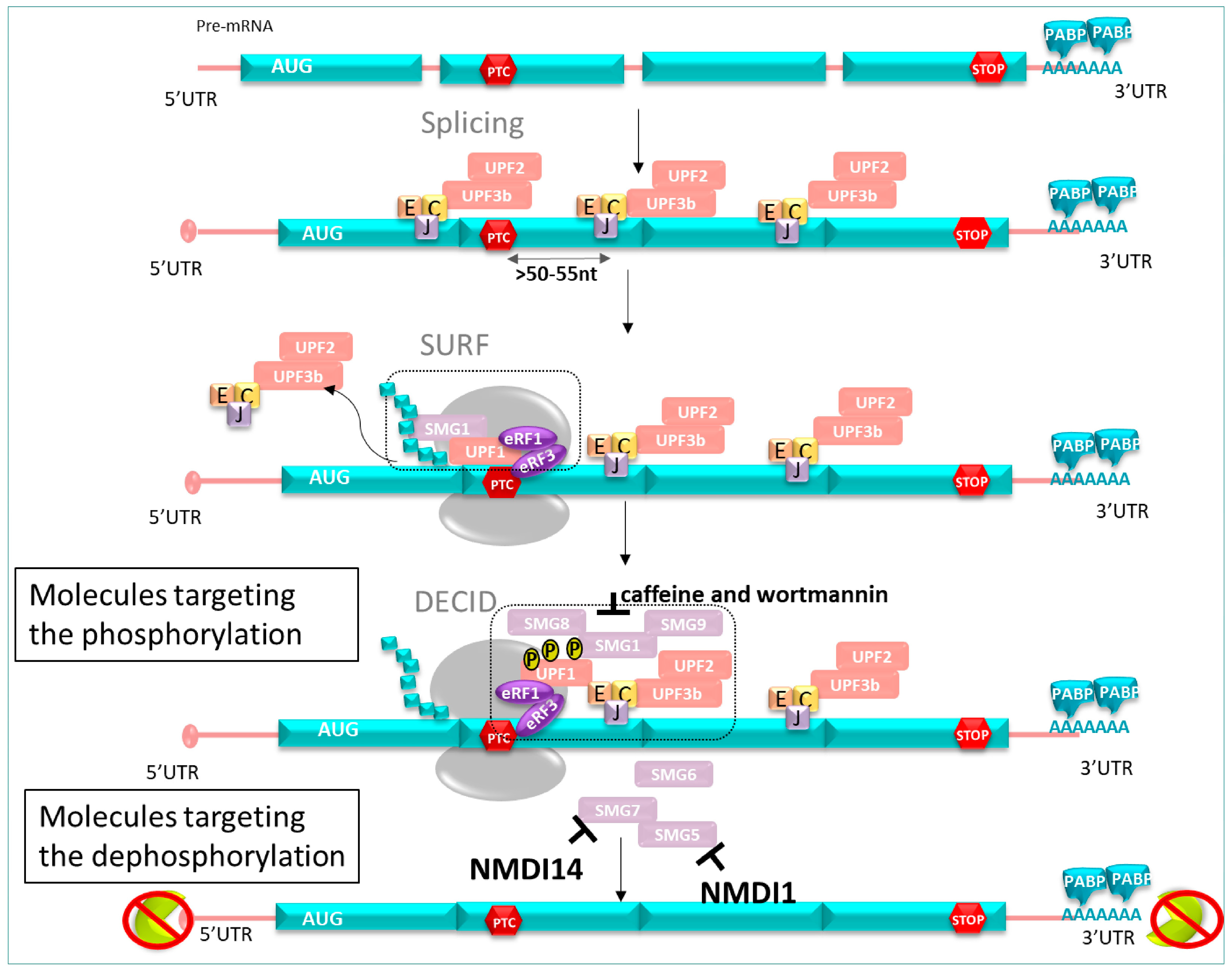 Pharmaceuticals 17 00314 g010 Pharmaceuticals 17 00314 g010