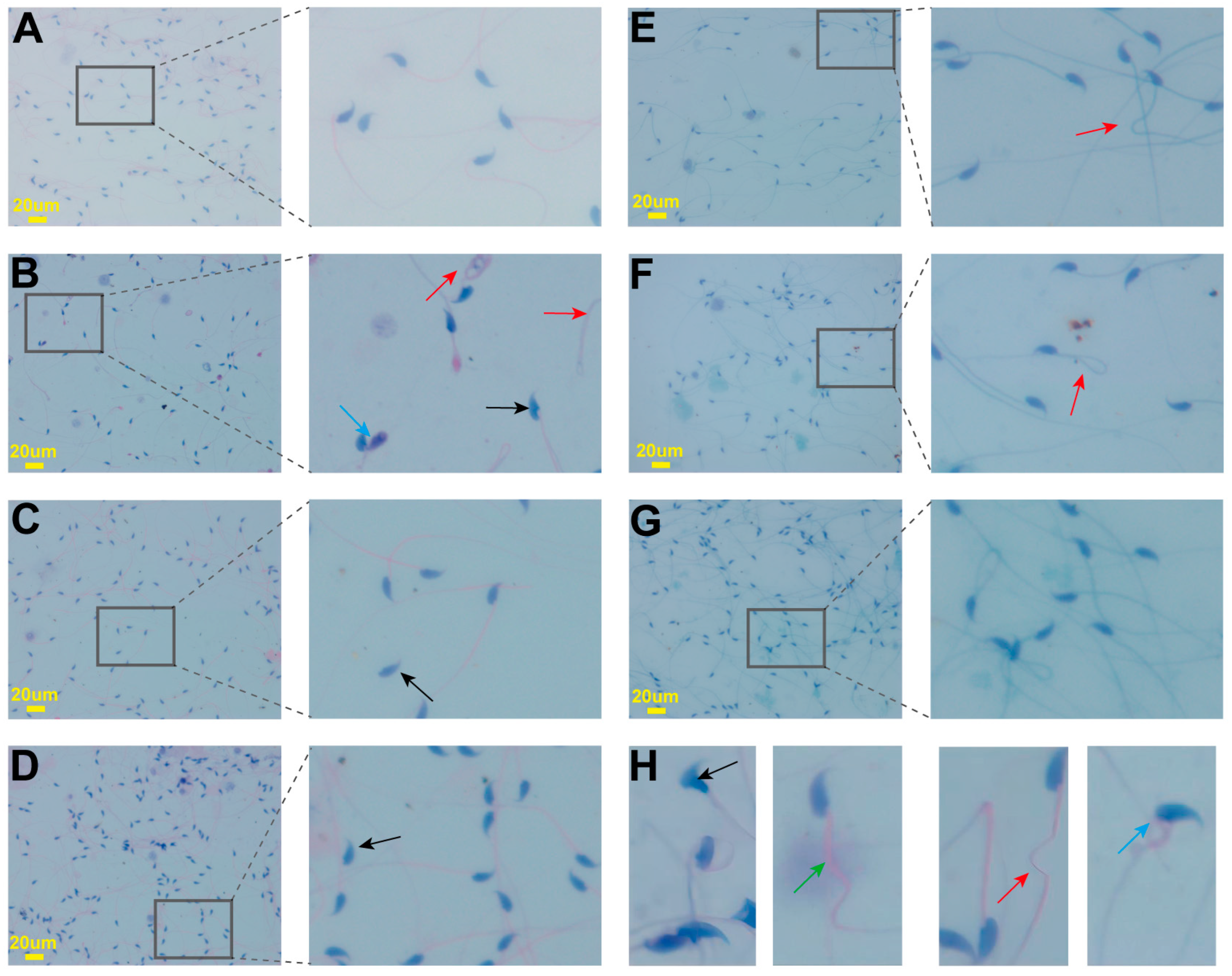 Pharmaceuticals 17 00322 g004