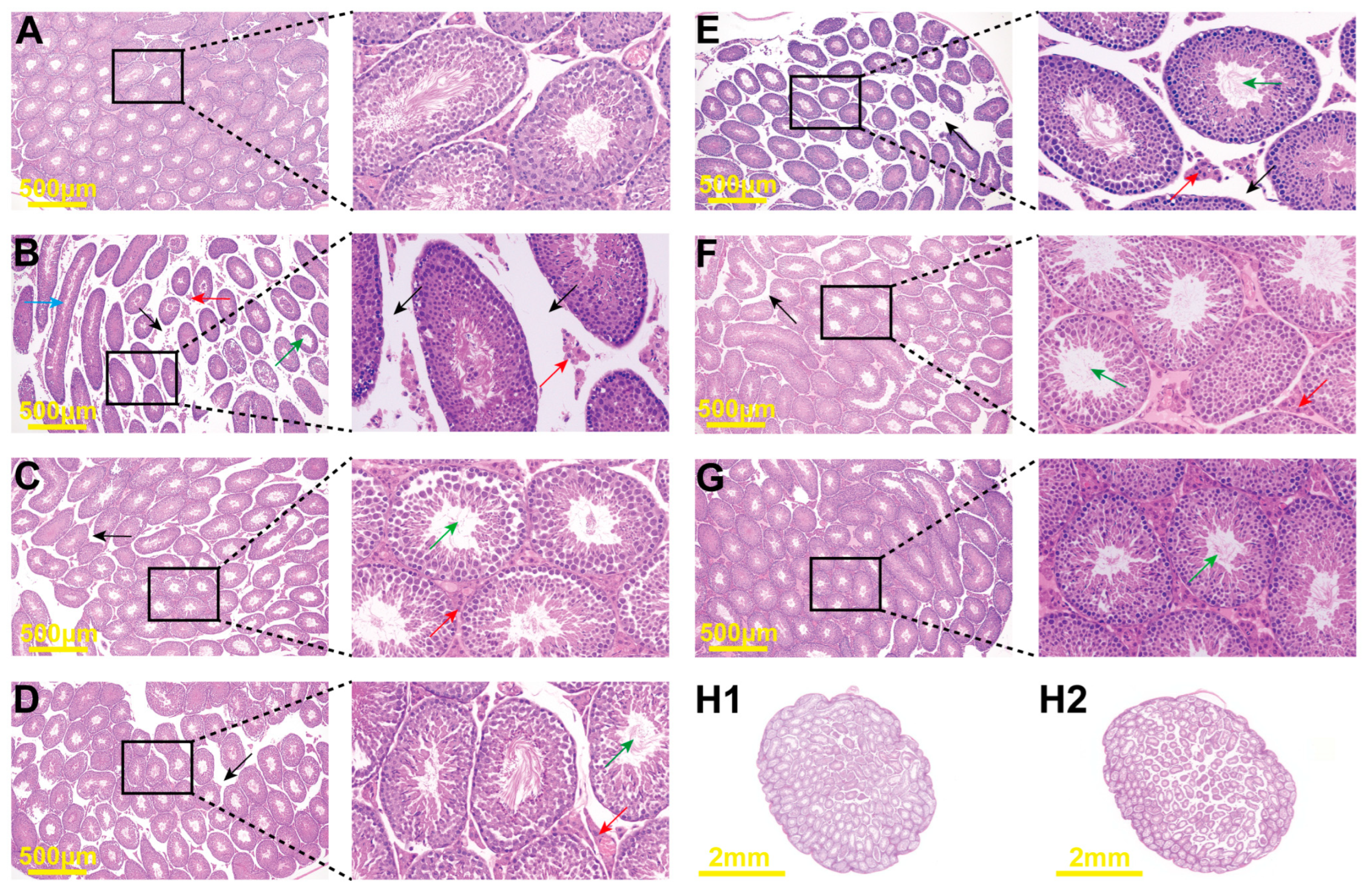 Pharmaceuticals 17 00322 g006a