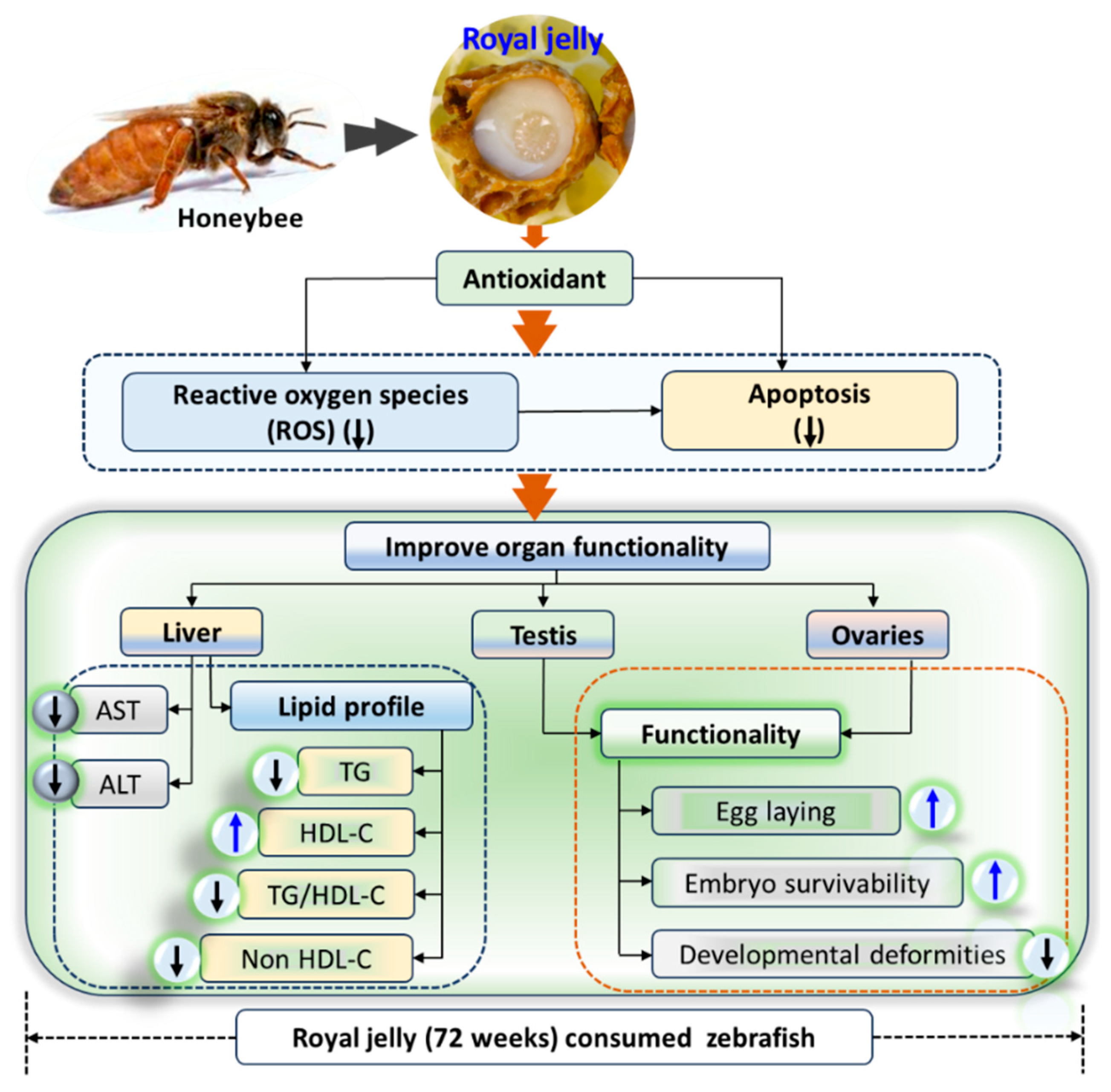 Pharmaceuticals 17 00324 g011