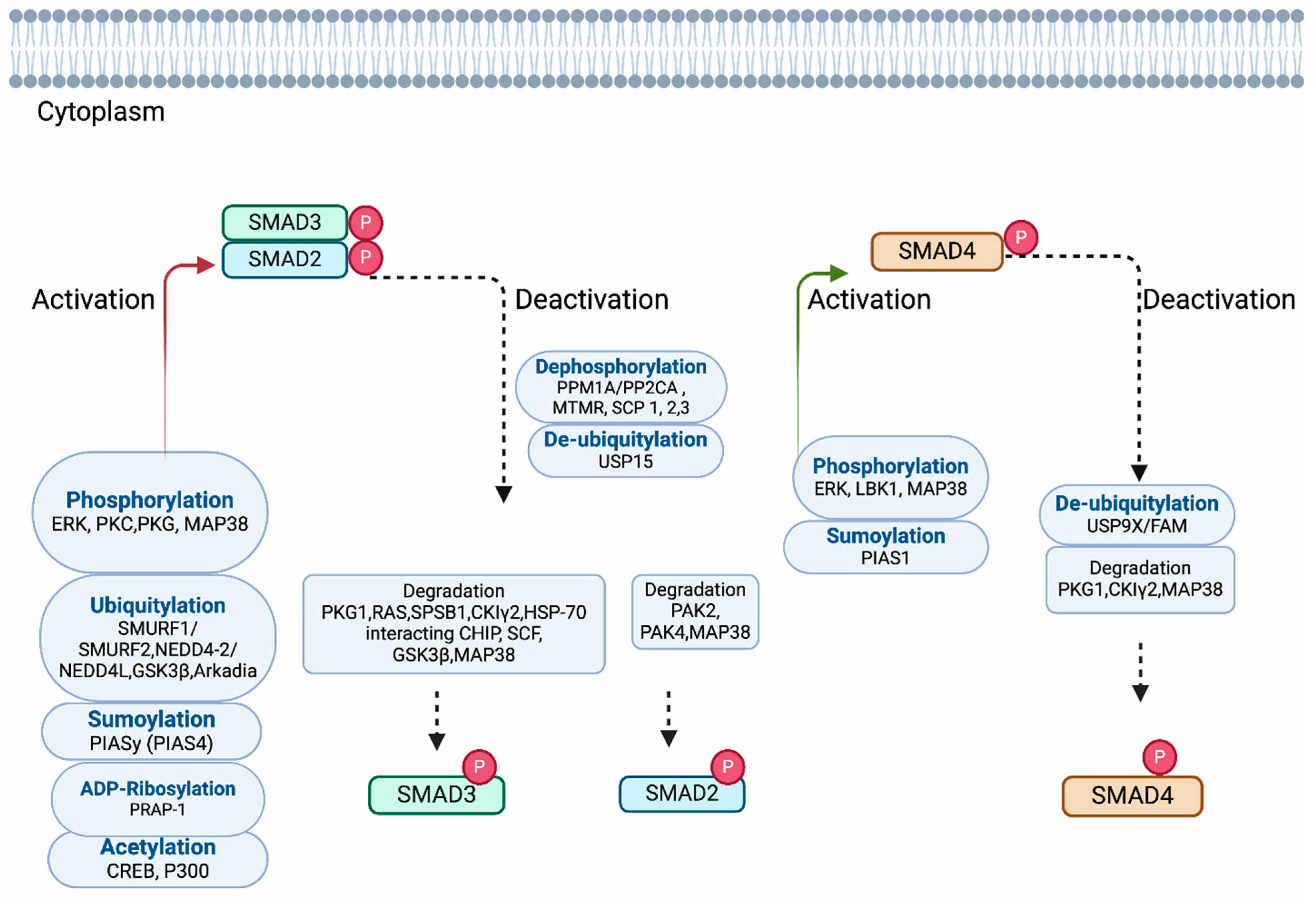 Pharmaceuticals 17 00326 g003 Pharmaceuticals 17 00326 g003