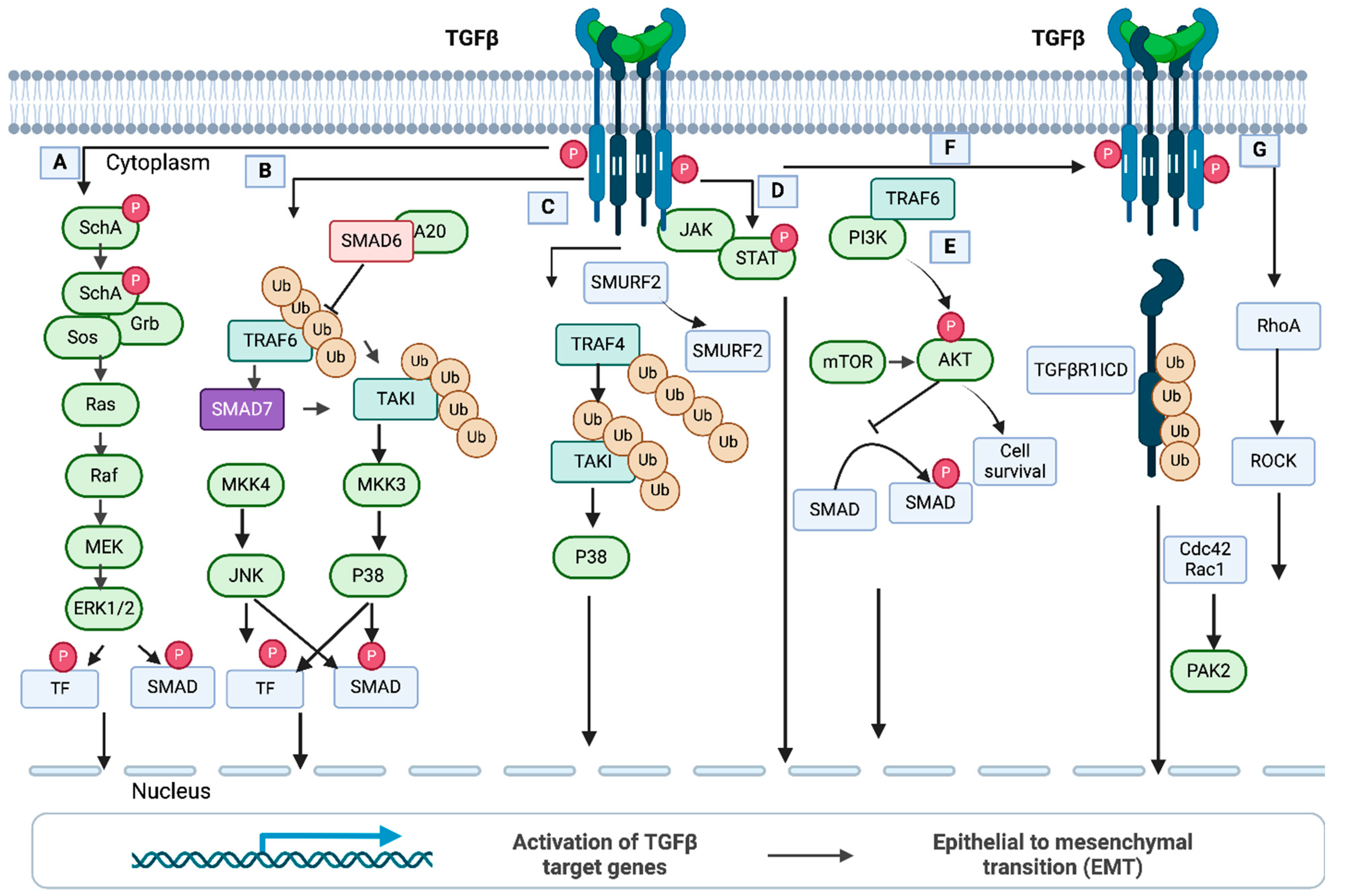 Pharmaceuticals 17 00326 g005 Pharmaceuticals 17 00326 g005