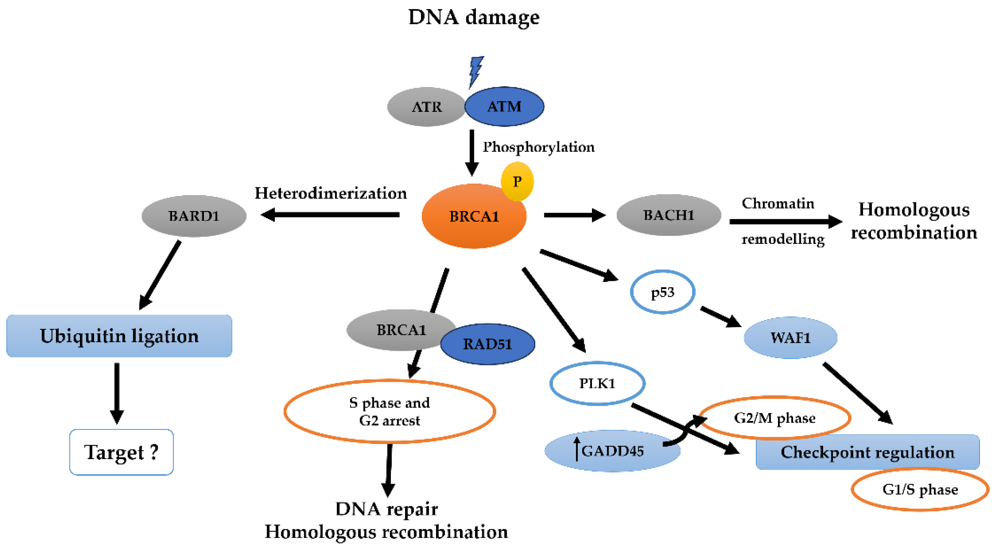 Pharmaceuticals 17 00333 g004