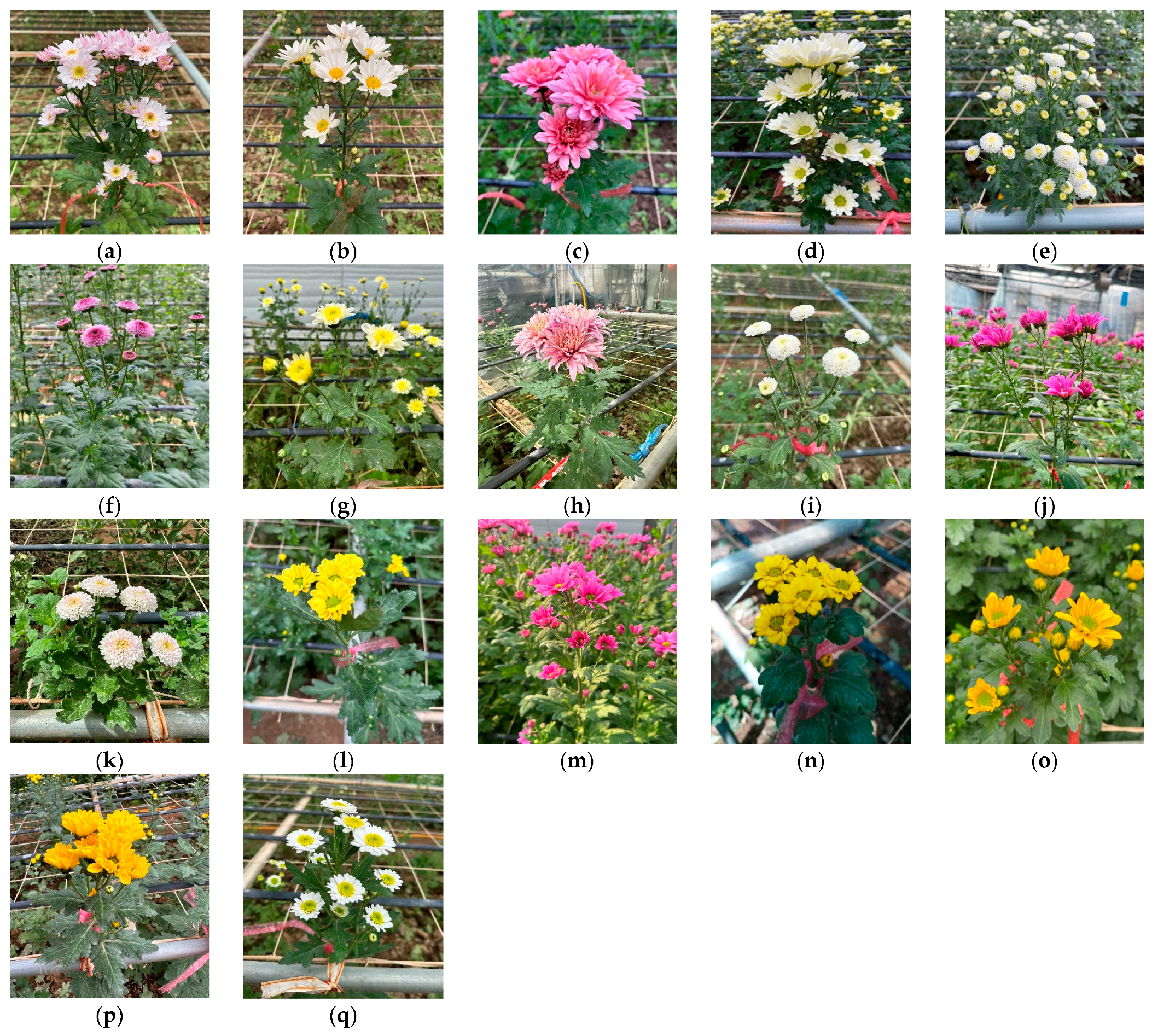 Pharmaceuticals 17 00340 g004