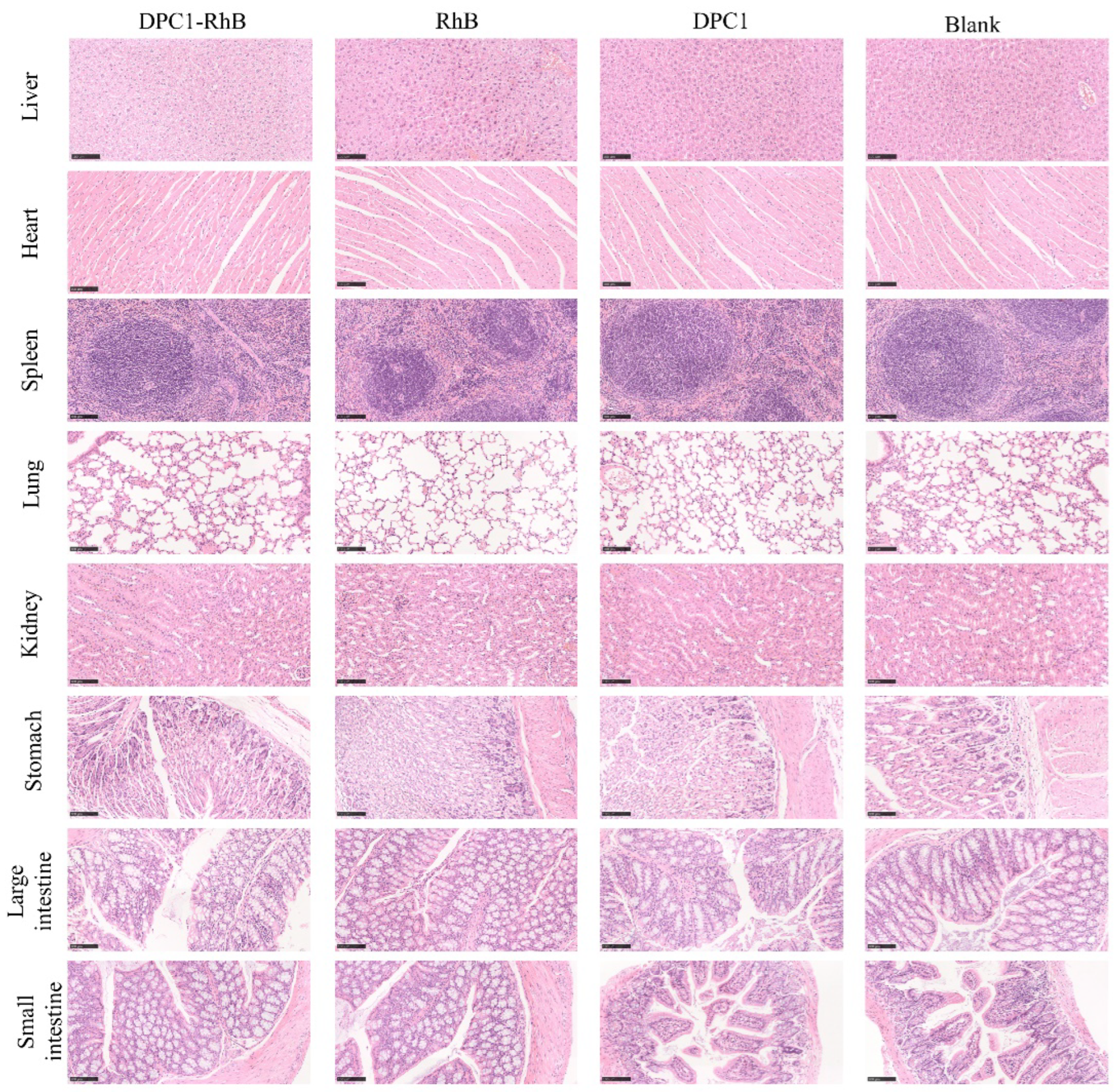 Pharmaceuticals 17 00343 g009