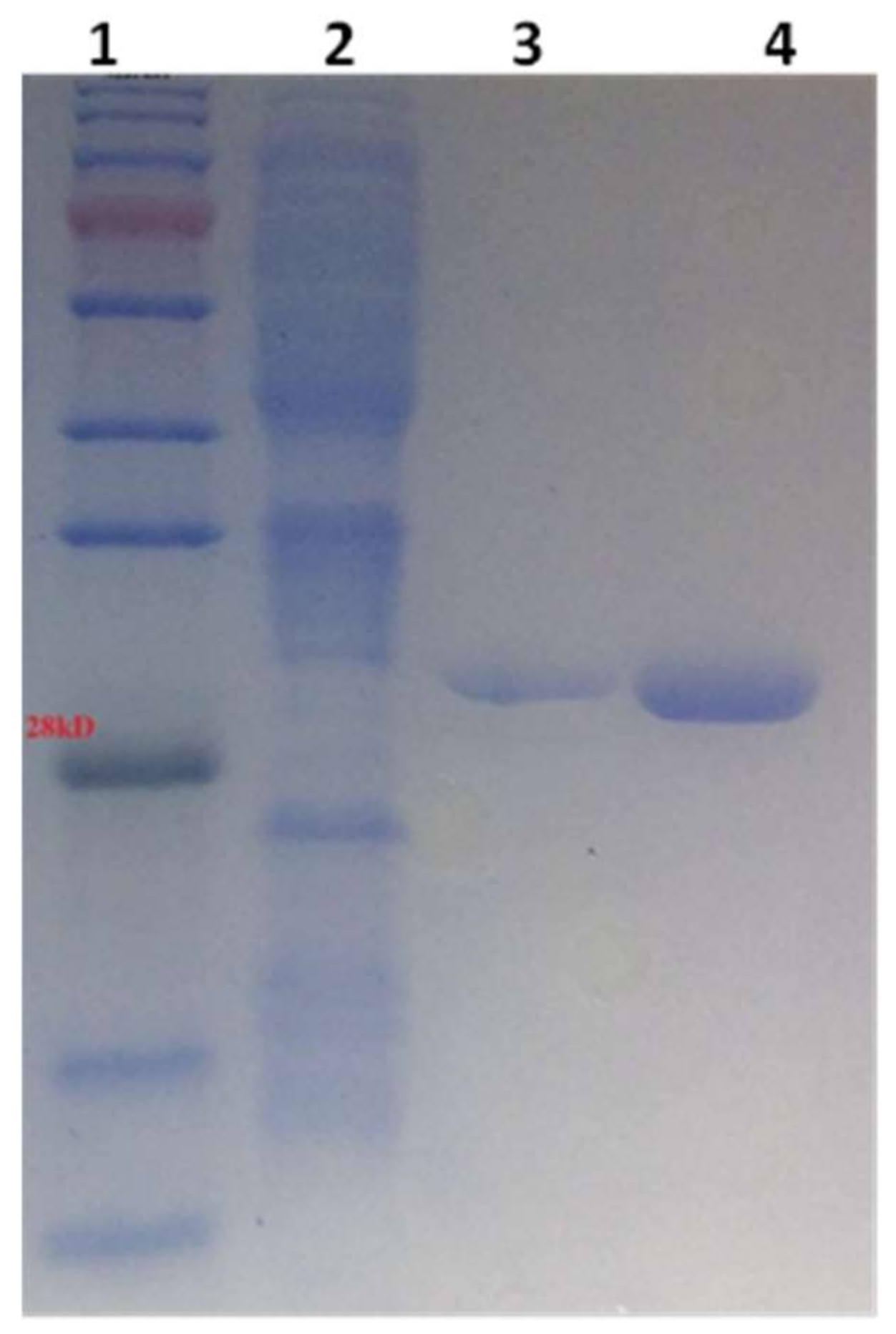 Pharmaceuticals 17 00365 g001
