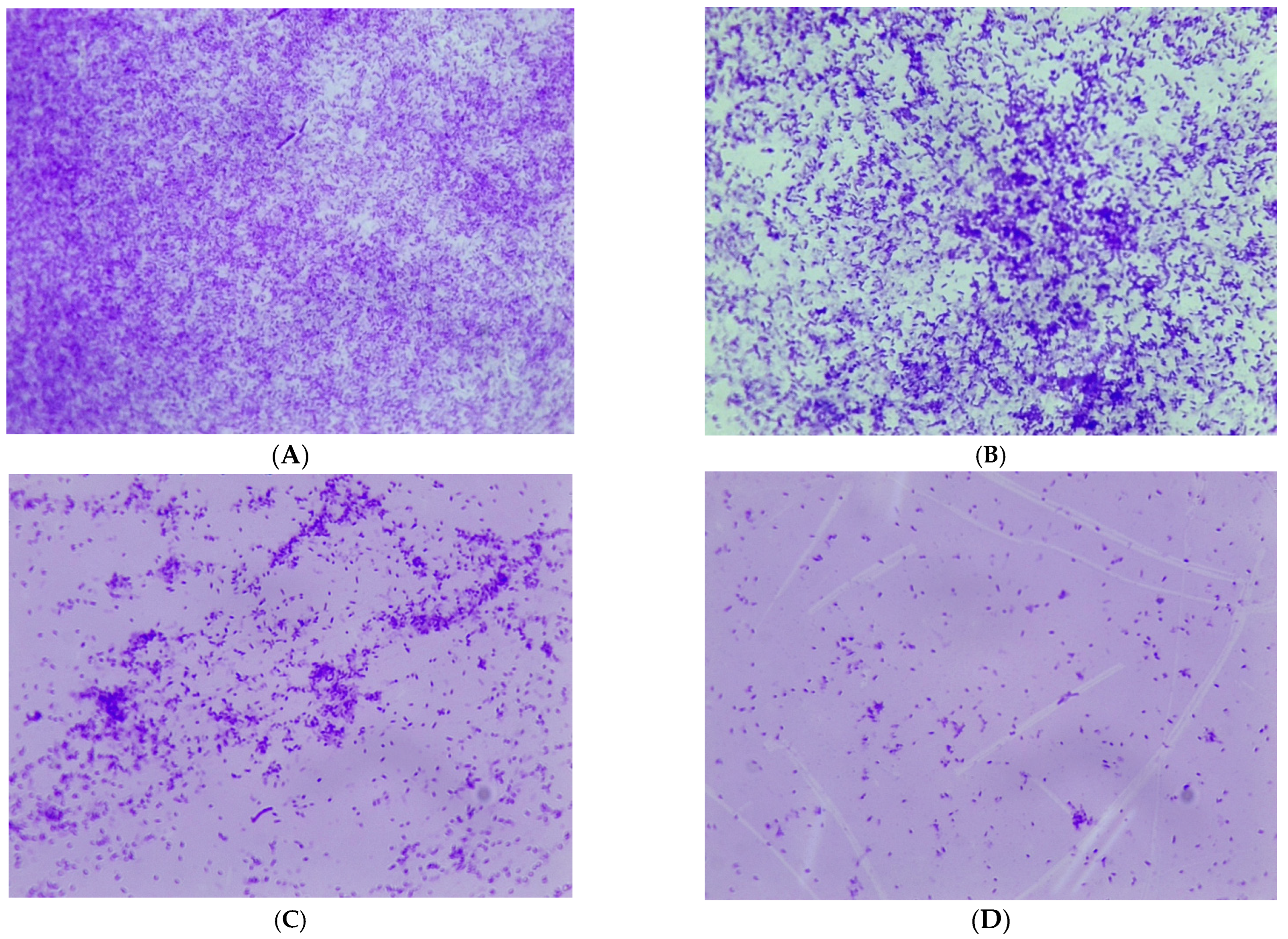 Pharmaceuticals 17 00386 g003