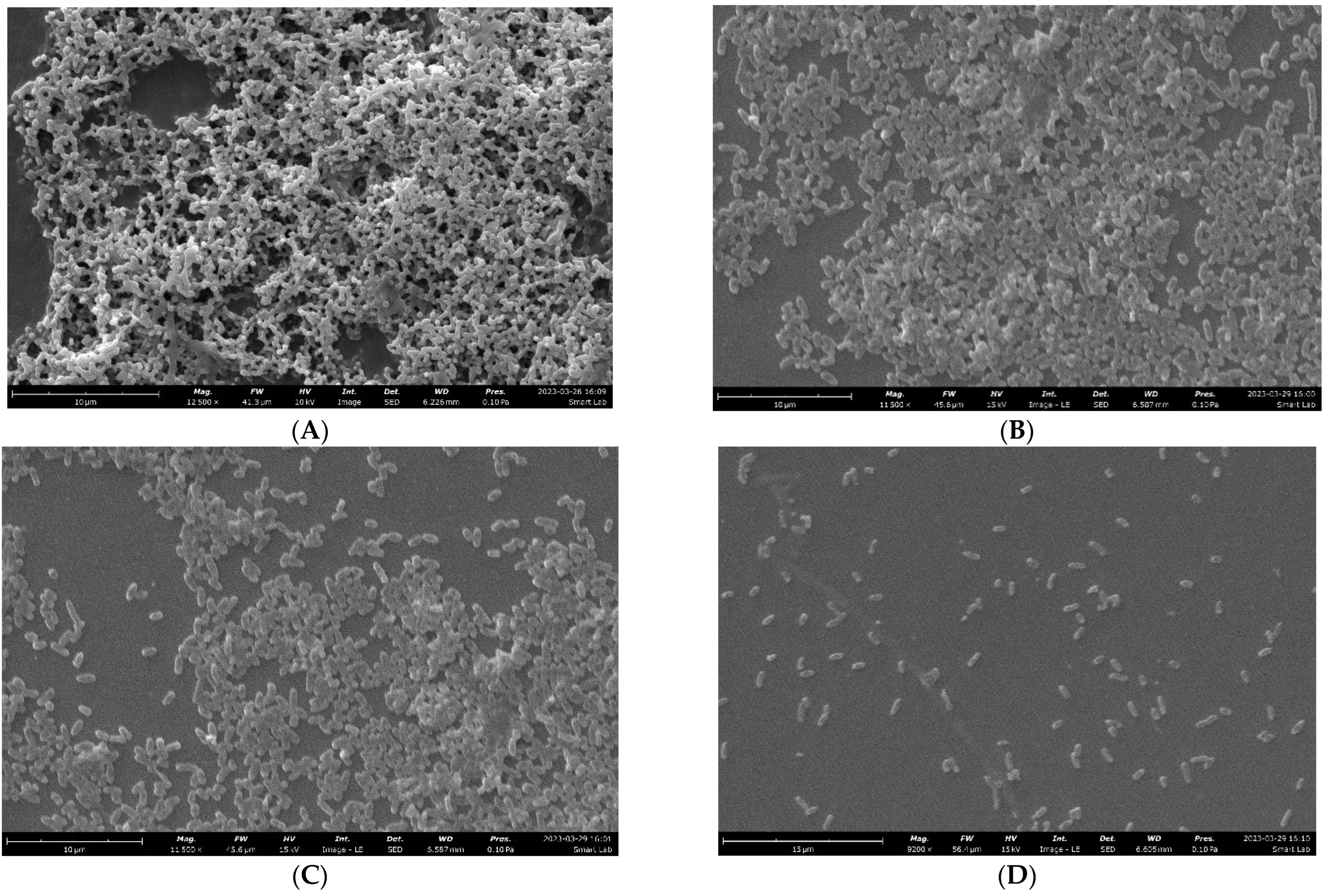 Pharmaceuticals 17 00386 g004