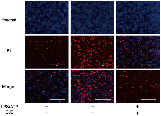 Chlojaponilactone B Attenuates THP-1 Macrophage Pyroptosis by