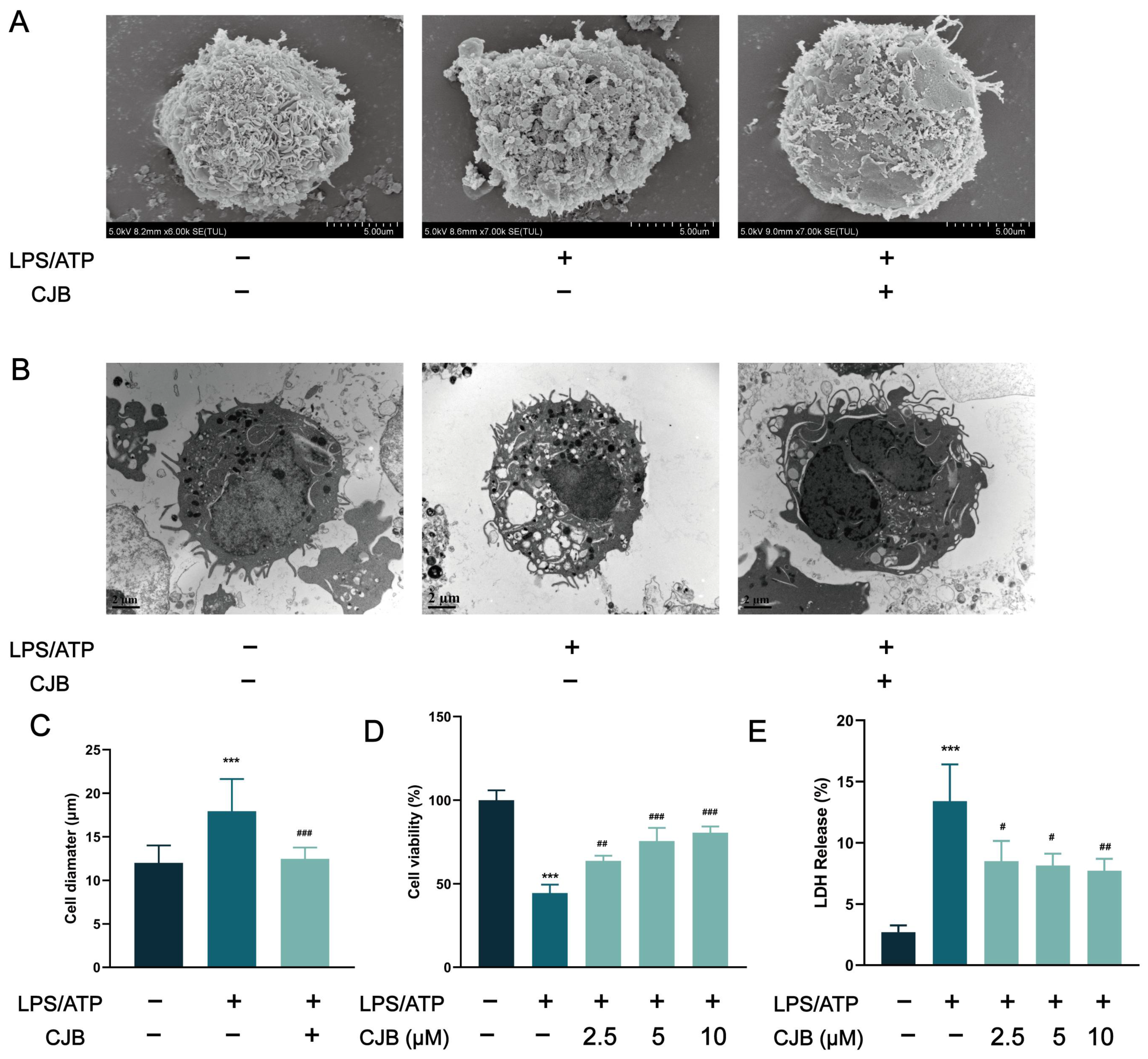Pharmaceuticals 17 00402 g003