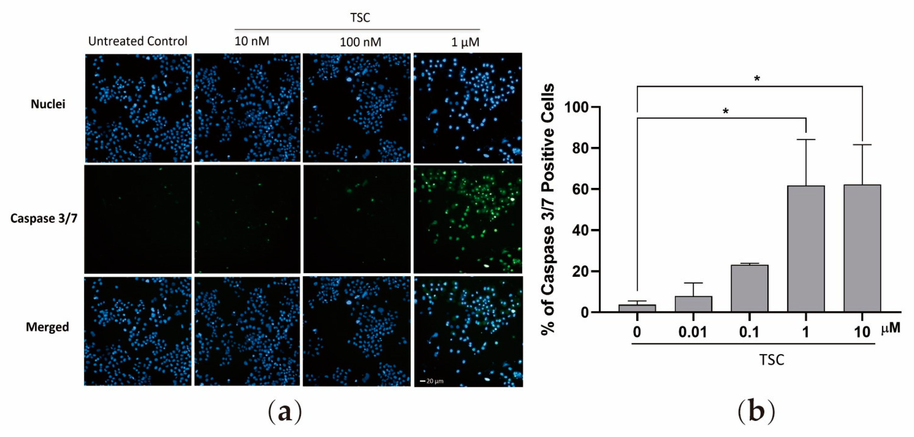 Pharmaceuticals 17 00425 g002