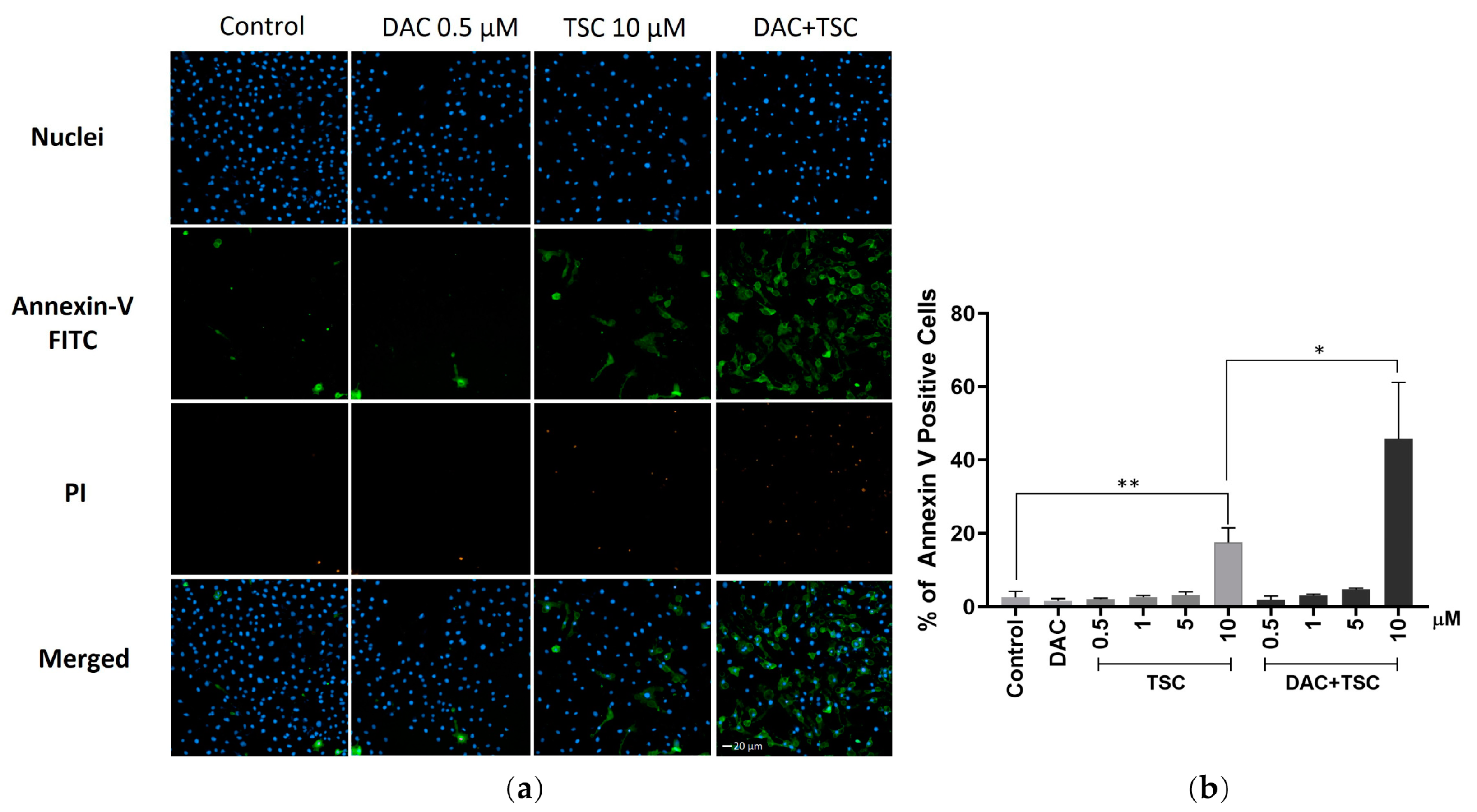 Pharmaceuticals 17 00425 g004