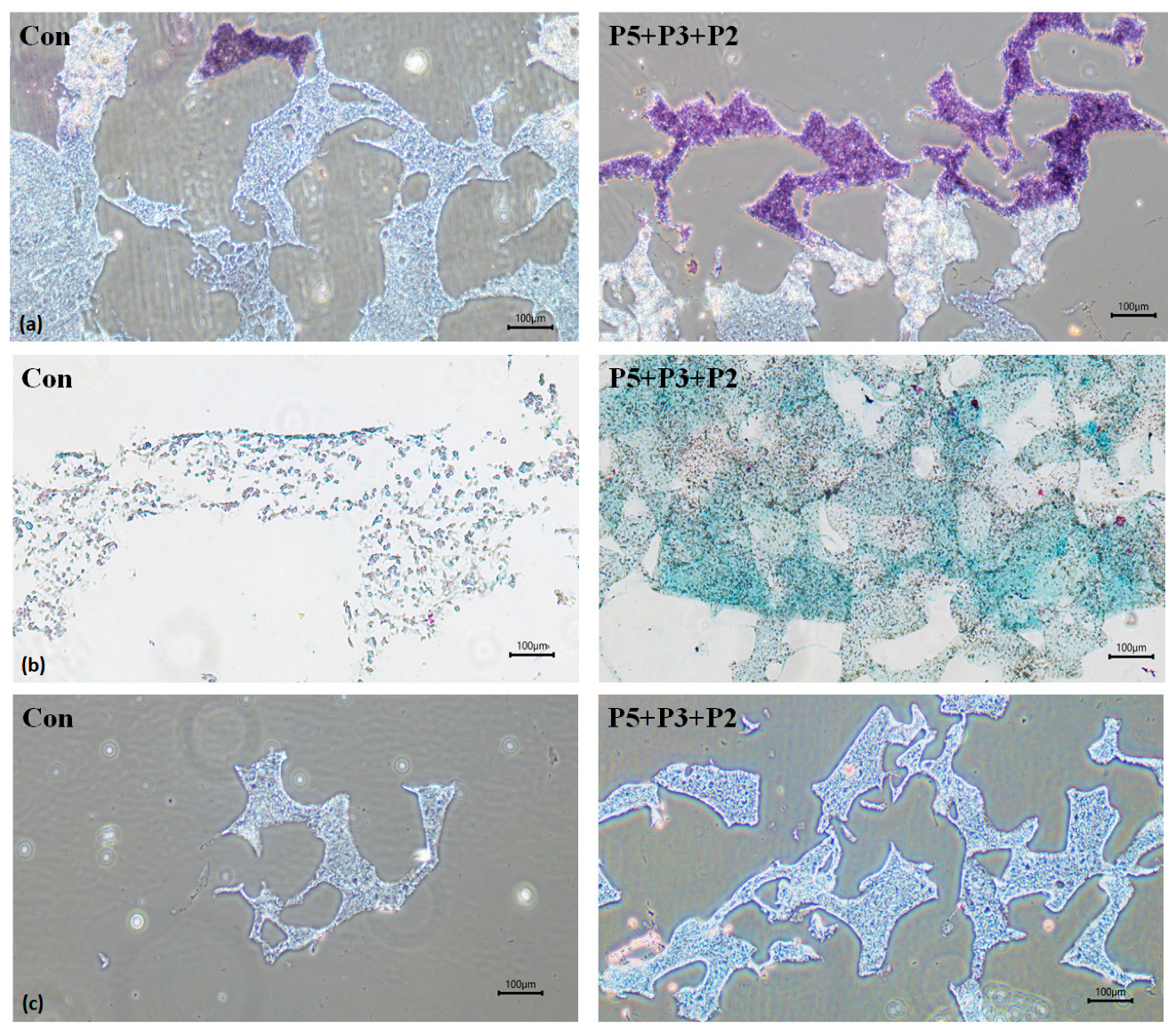 Pharmaceuticals 17 00434 g003 Pharmaceuticals 17 00434 g003