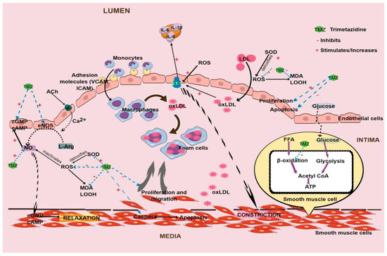 Role of Trimetazidine in Ameliorating Endothelial Dysfunction: A Review