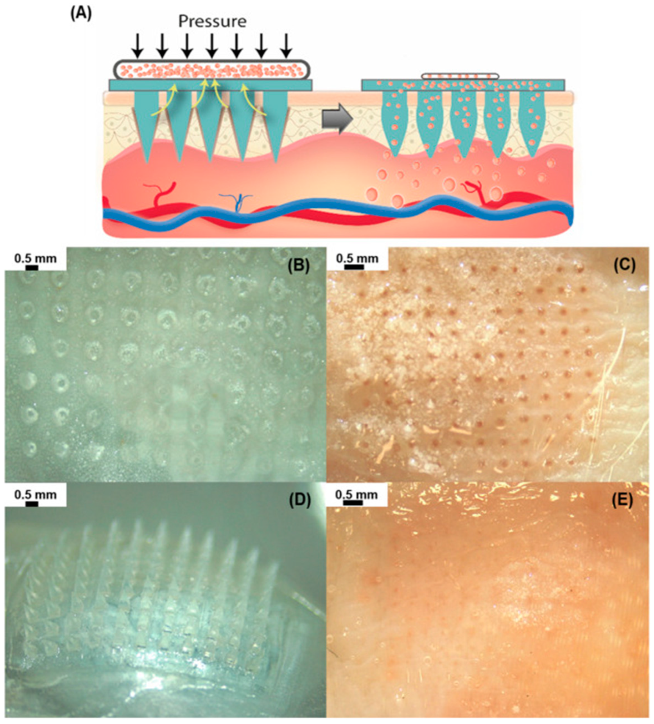 Pharmaceuticals 17 00493 g006