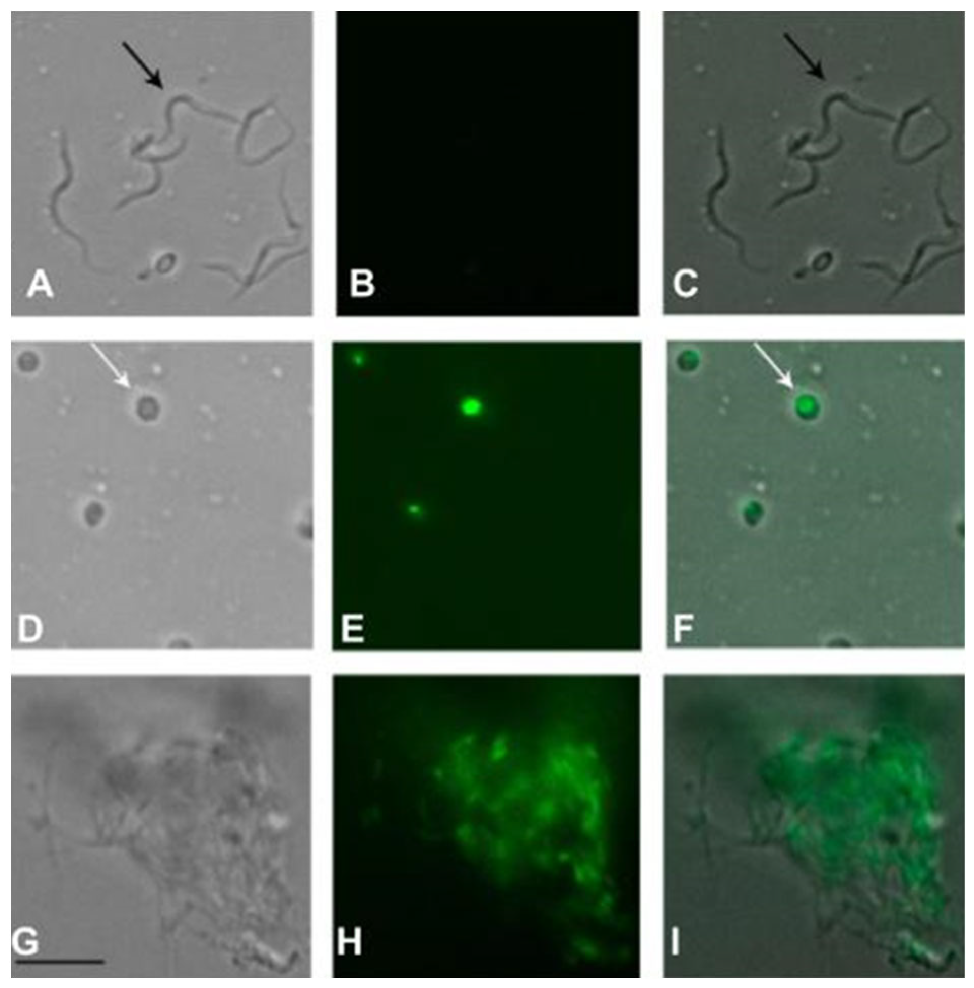 Pharmaceuticals 17 00499 g008
