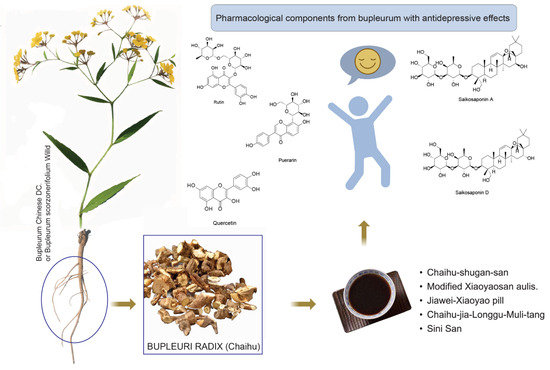 Bupleurum in Treatment of Depression Disorder: A