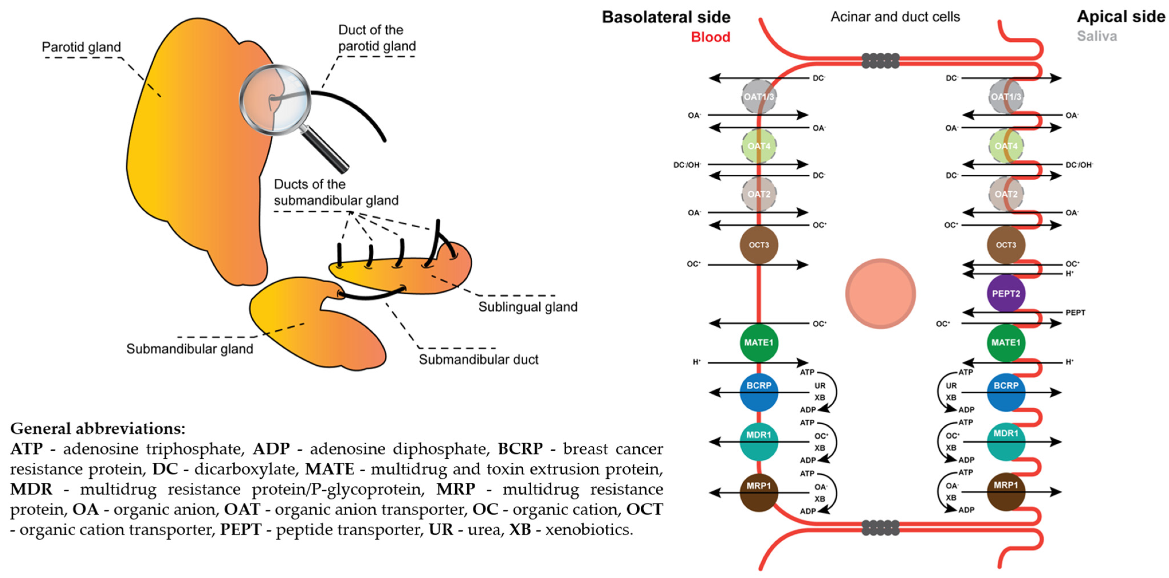 Pharmaceuticals 17 00513 g001