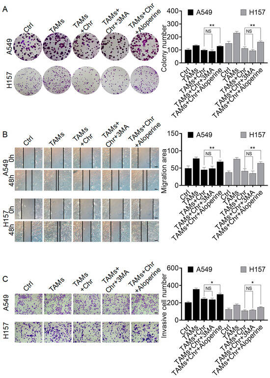 Chrysin Inhibits TAMs-Mediated Autophagy Activation via CDK1/ULK1