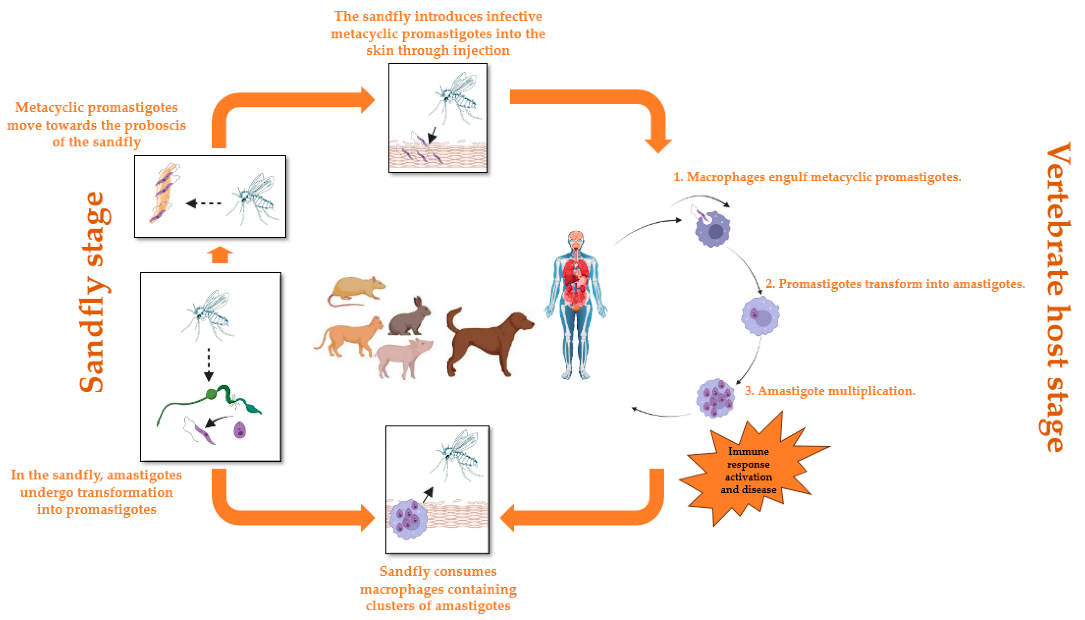 Pharmaceuticals 17 00523 g002 Pharmaceuticals 17 00523 g002
