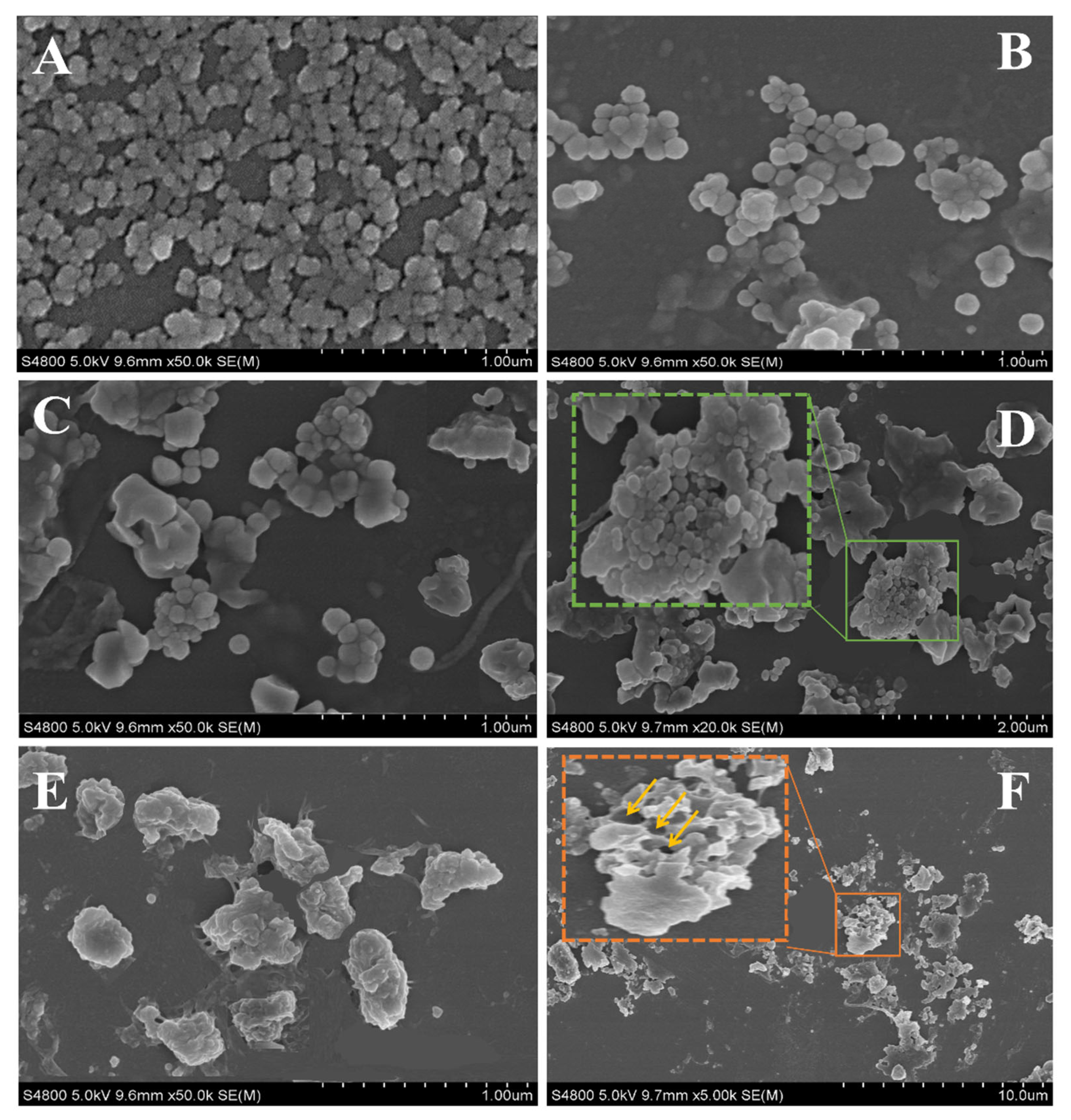 Pharmaceuticals 17 00534 g002 Pharmaceuticals 17 00534 g002