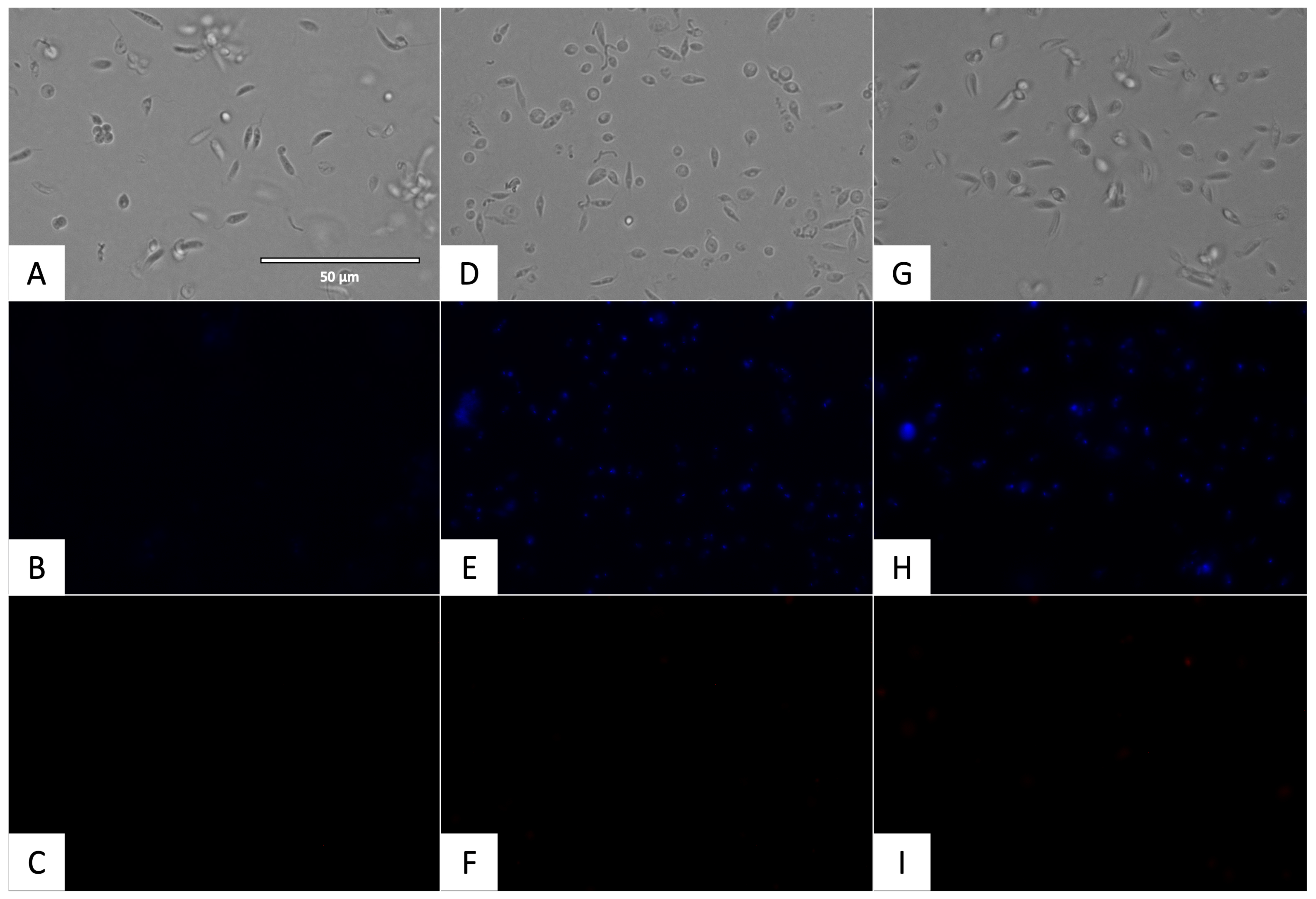 Pharmaceuticals 17 00554 g007
