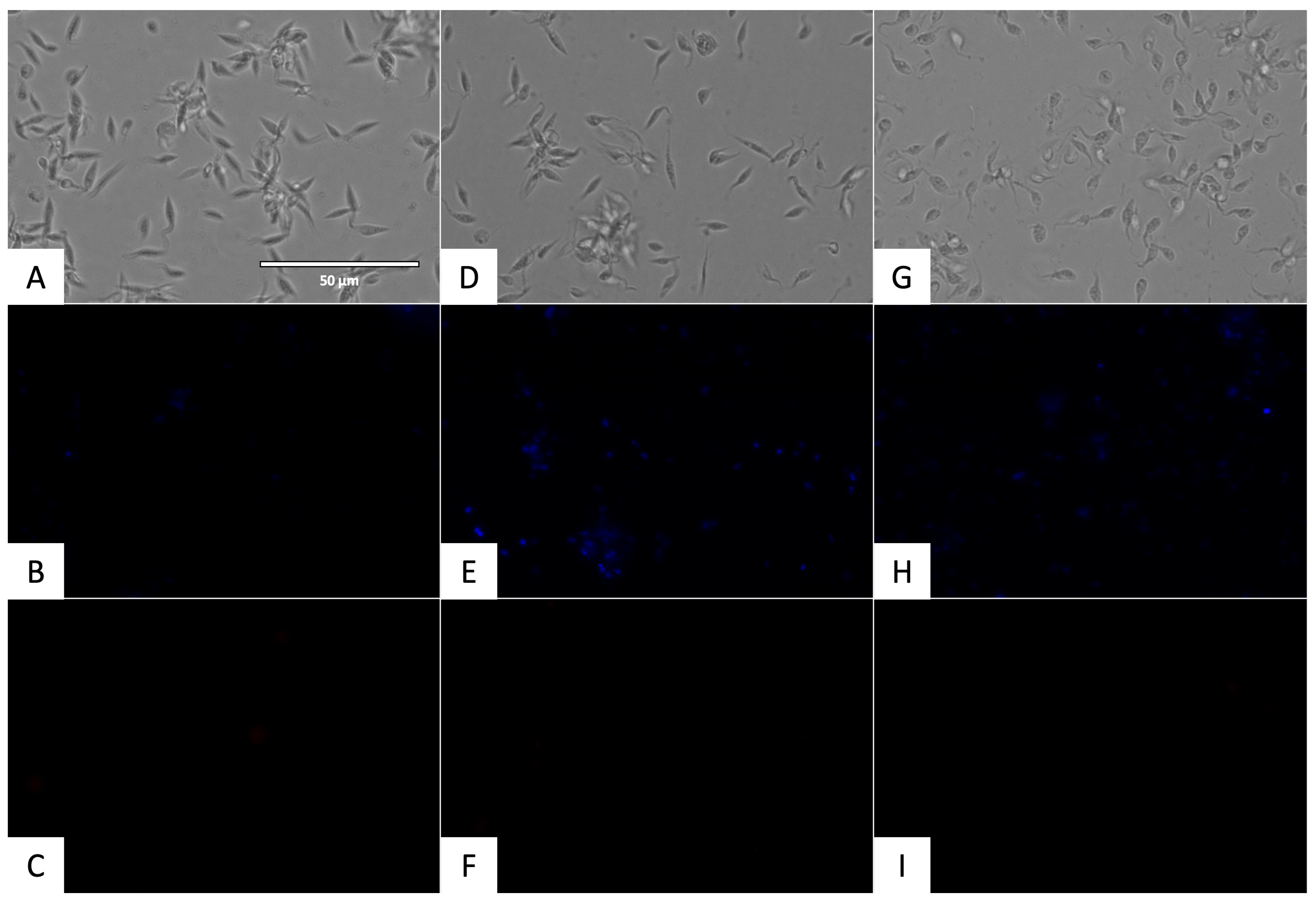 Pharmaceuticals 17 00554 g008