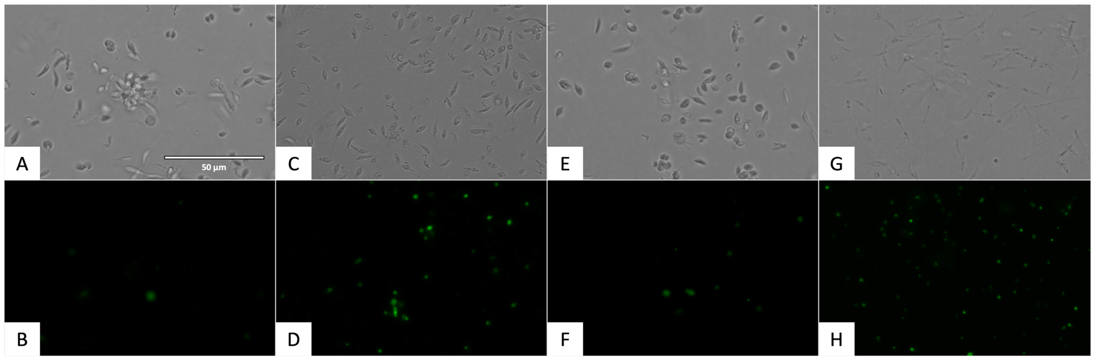 Pharmaceuticals 17 00554 g013