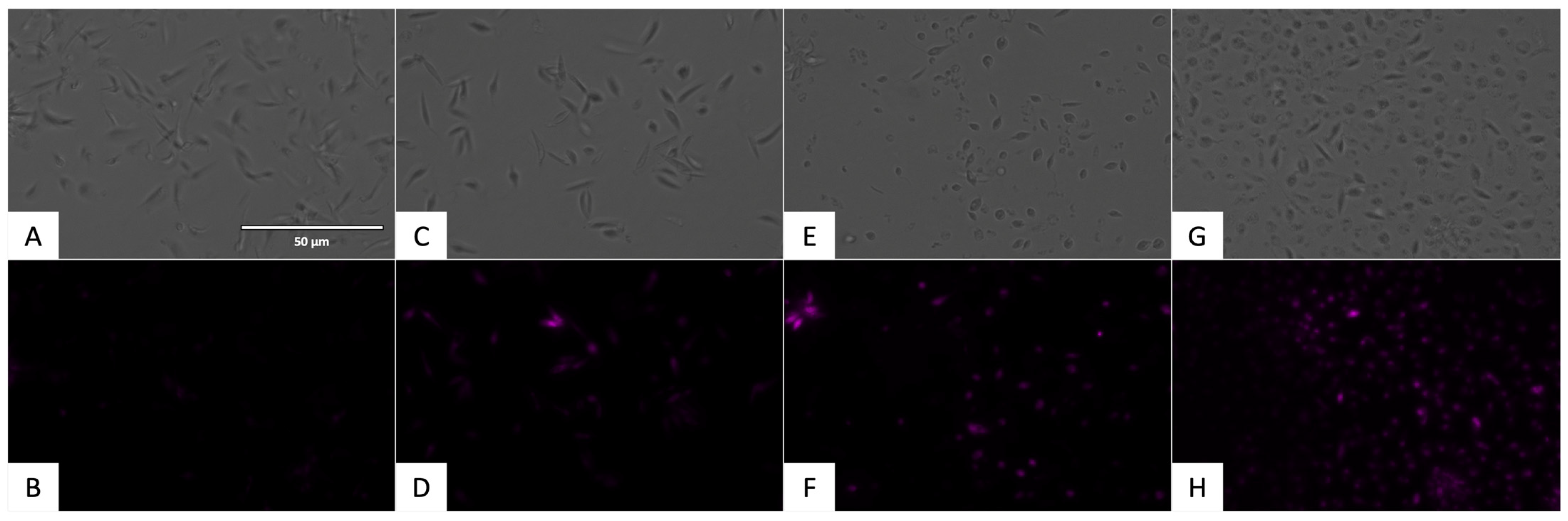 Pharmaceuticals 17 00554 g015